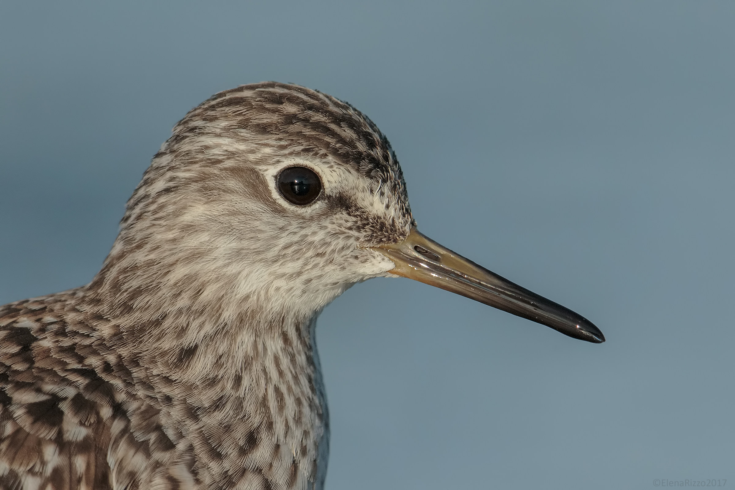 Piro-Piro Boschereccio