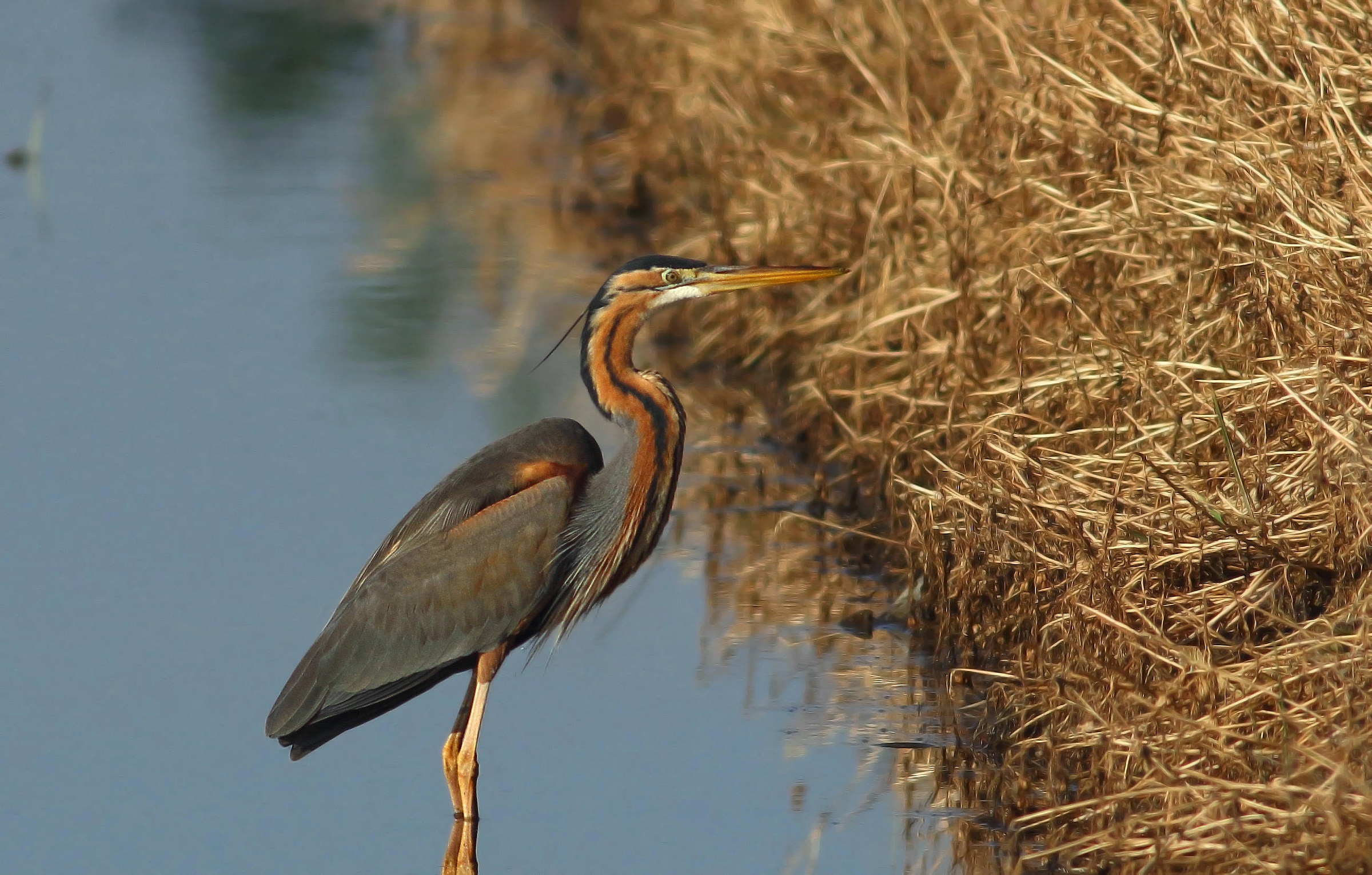 Red heron