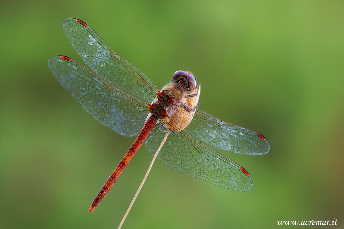 Sympetrum striolatum