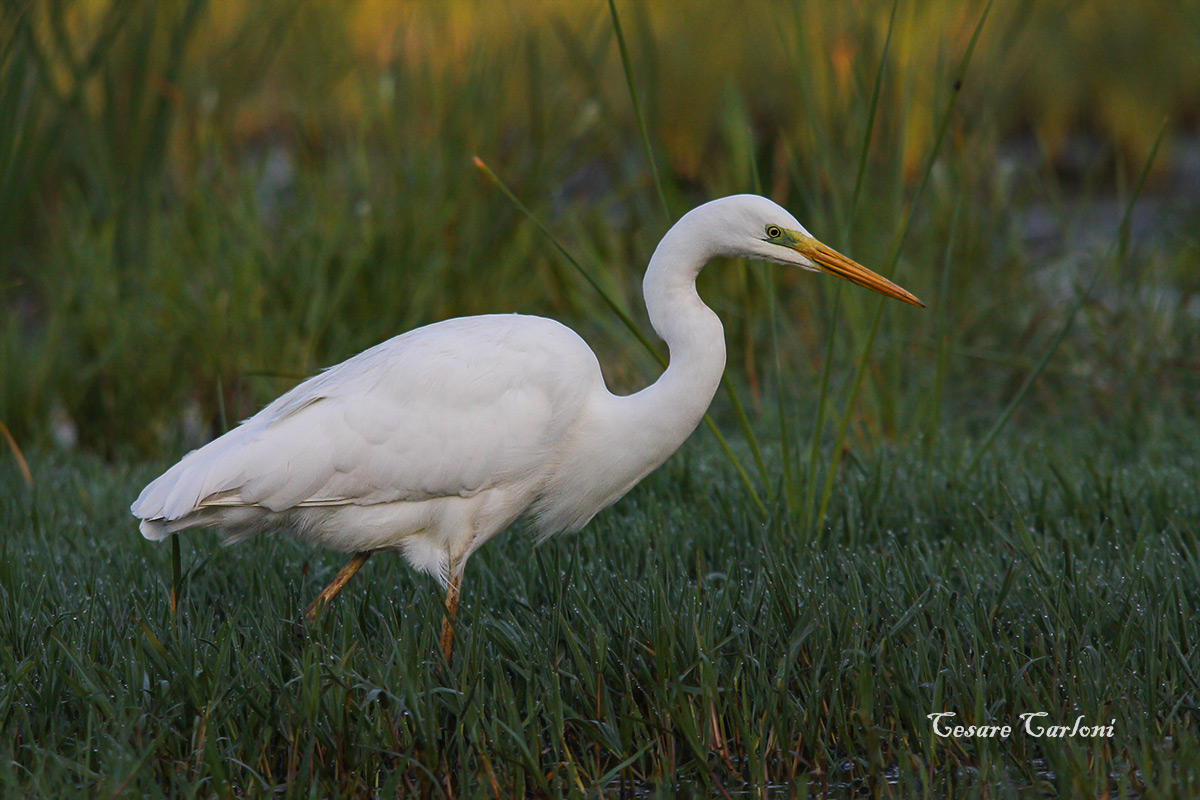 Airone bianco (casmerodius albus)