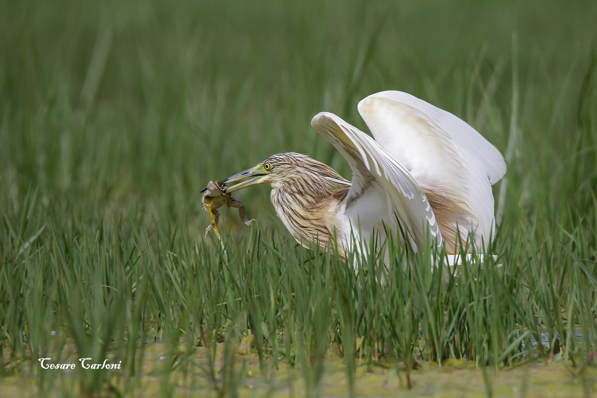 Sgarza ciuffetto (ardeola ralloides)
