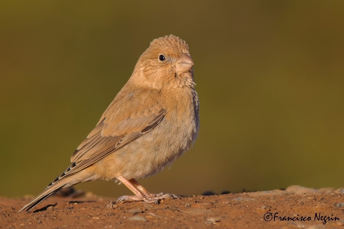 Trumpeter finch.