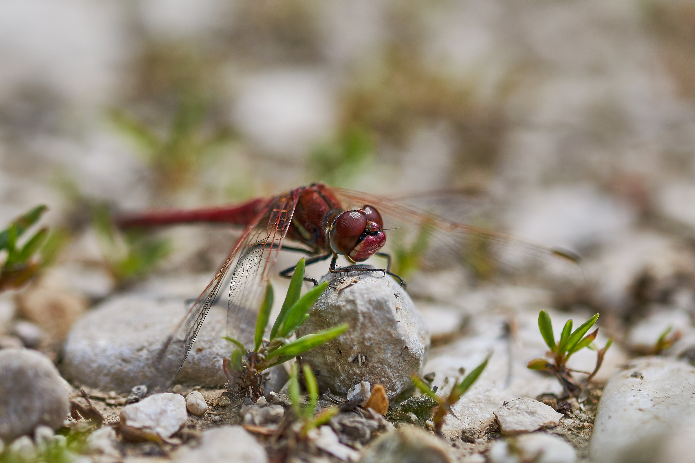 Dragonfly