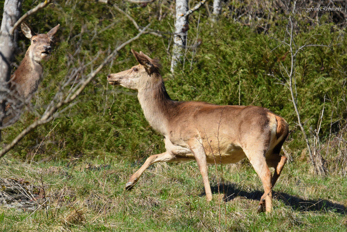 Uno sguardo nel bosco...