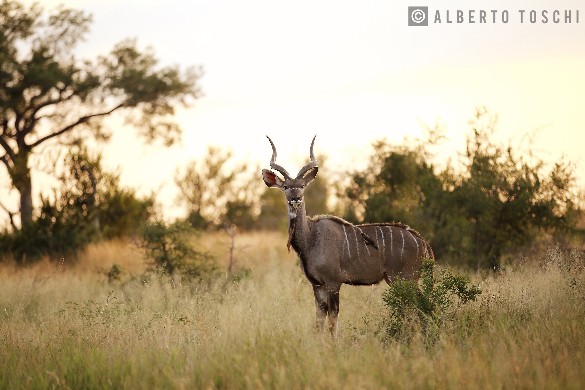Kudu