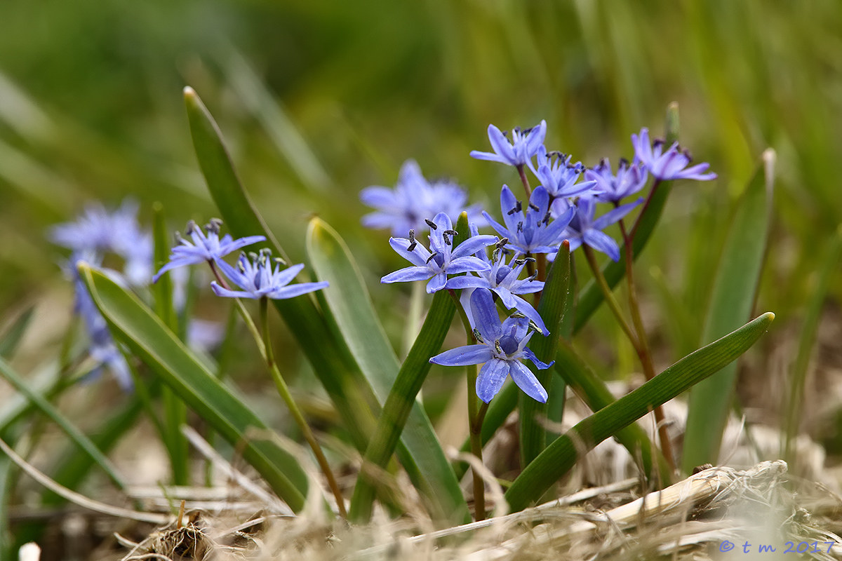 Scilla bifolia