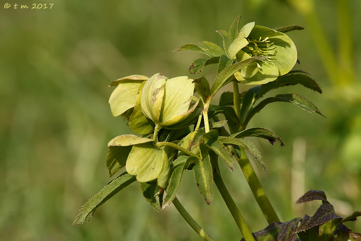 Hellebore