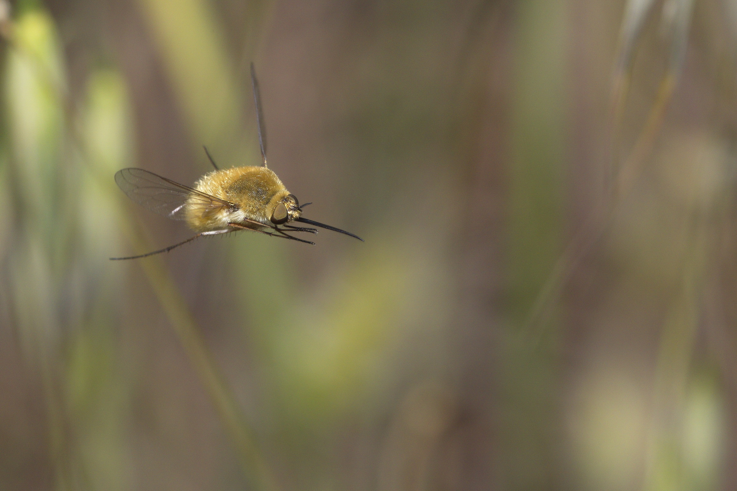 "Bombylius major" al volo