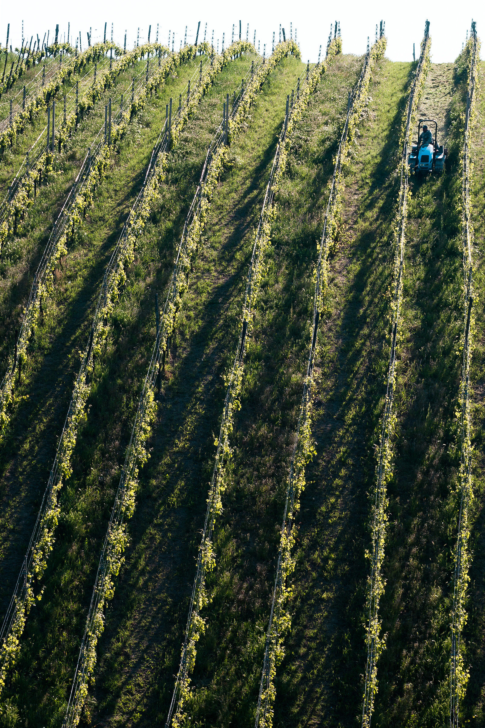 Hills of San Colombano al Lambro (mi)