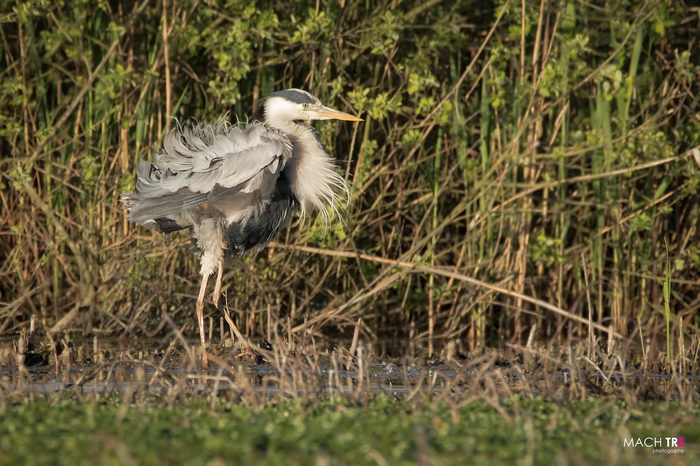 Airone cenerino (Ardea cinerea)