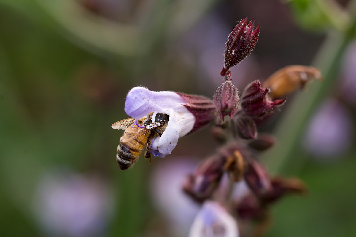Bee in sage flower