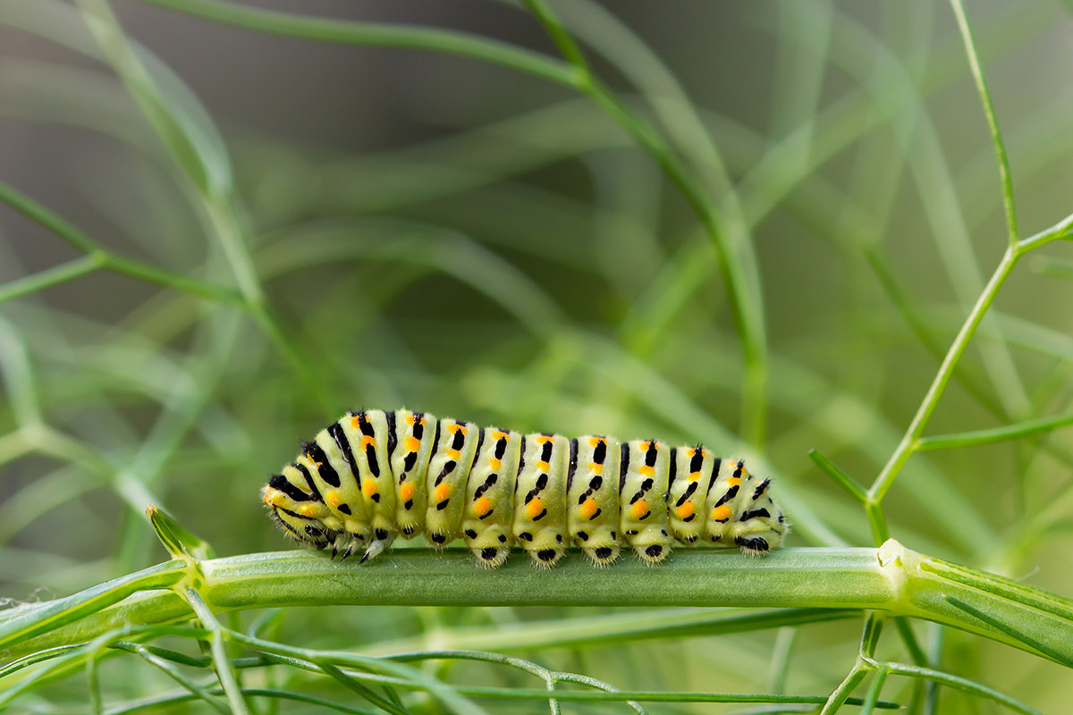 Papilio machaon