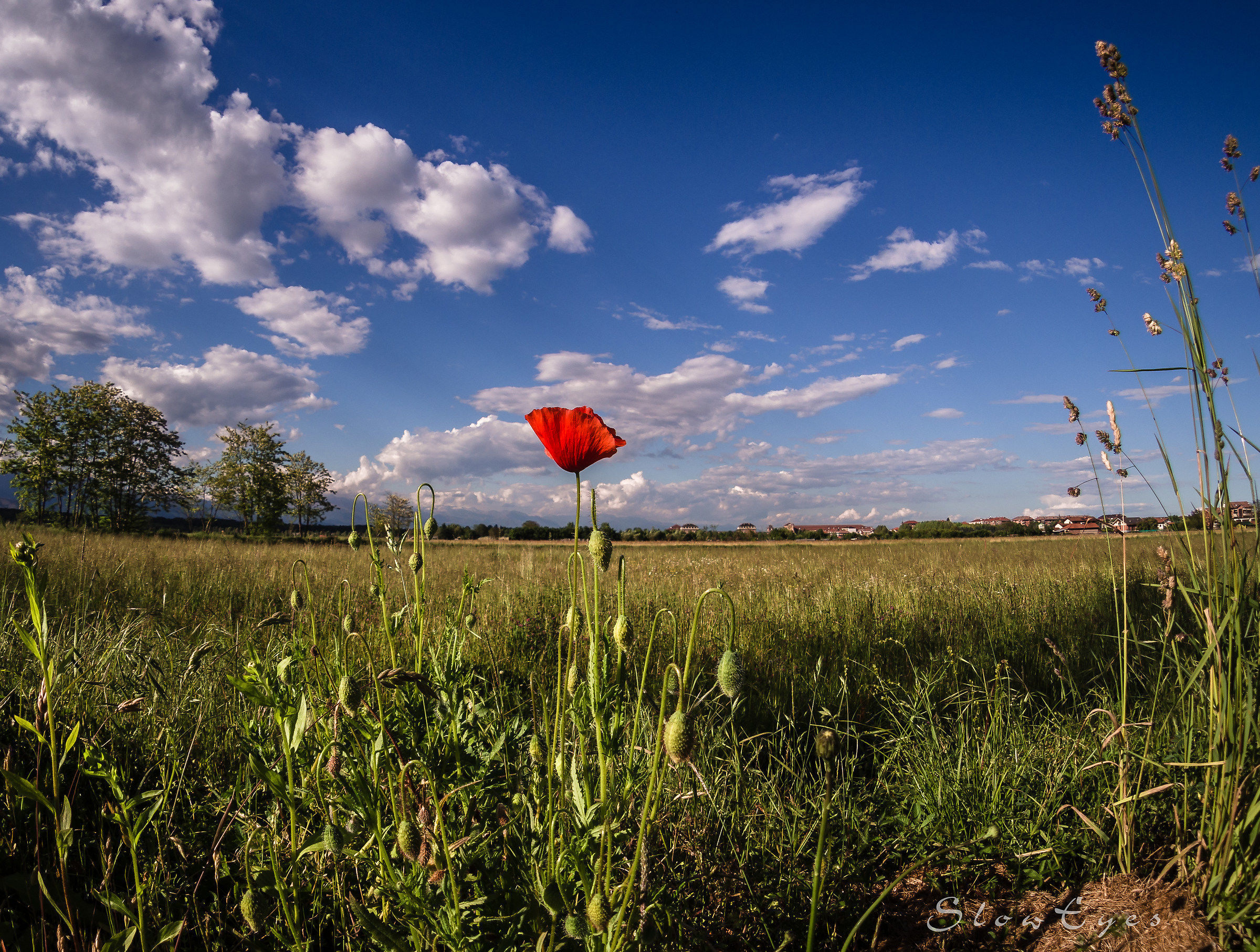 Compagni sveglia,non lasciatemi qui' da solo .