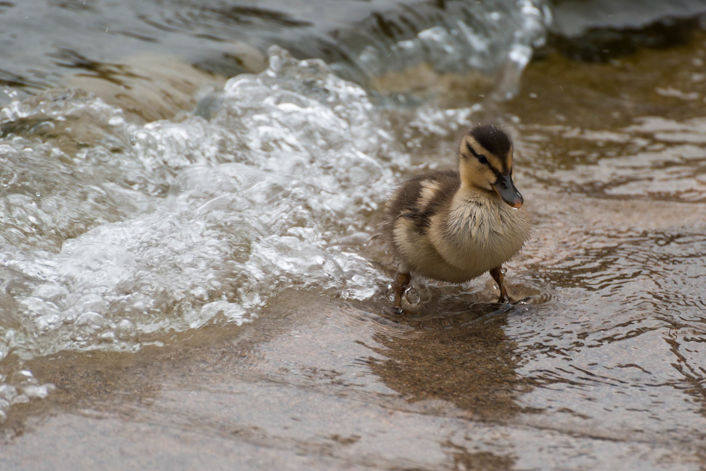 The beautiful duckling