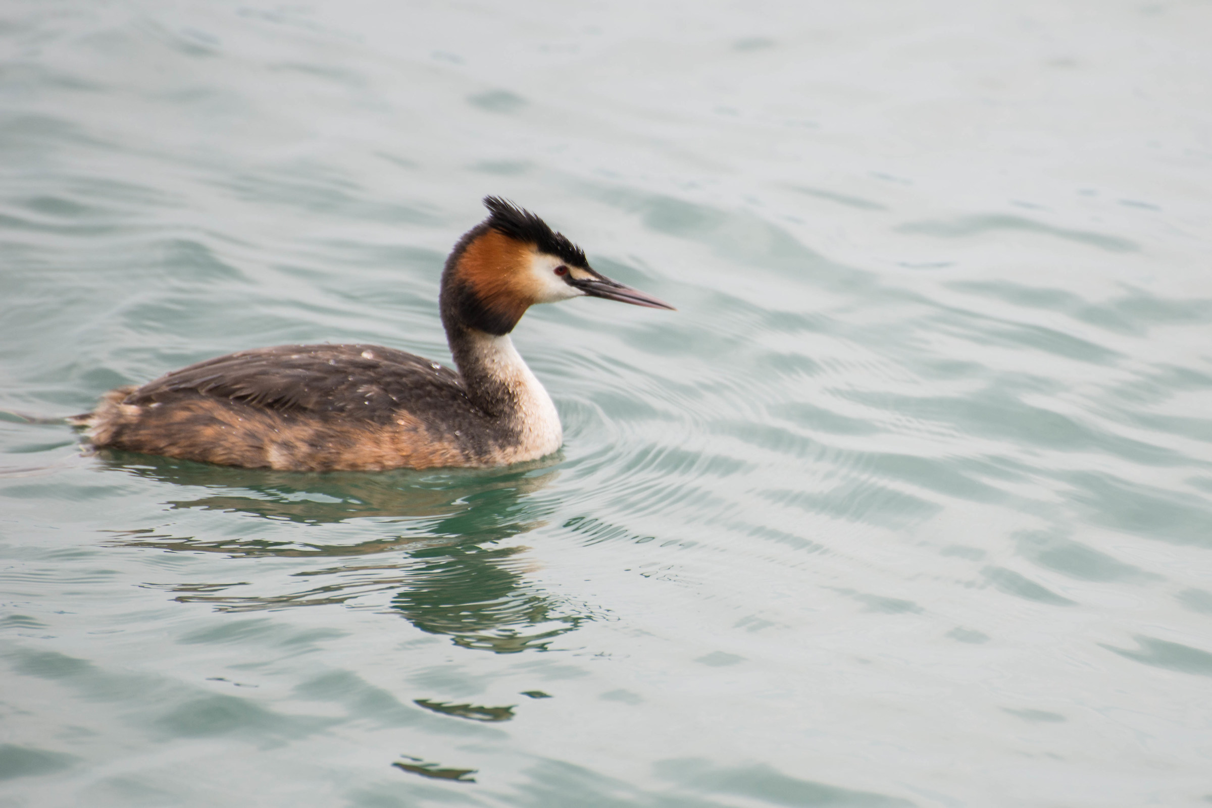 Grebe