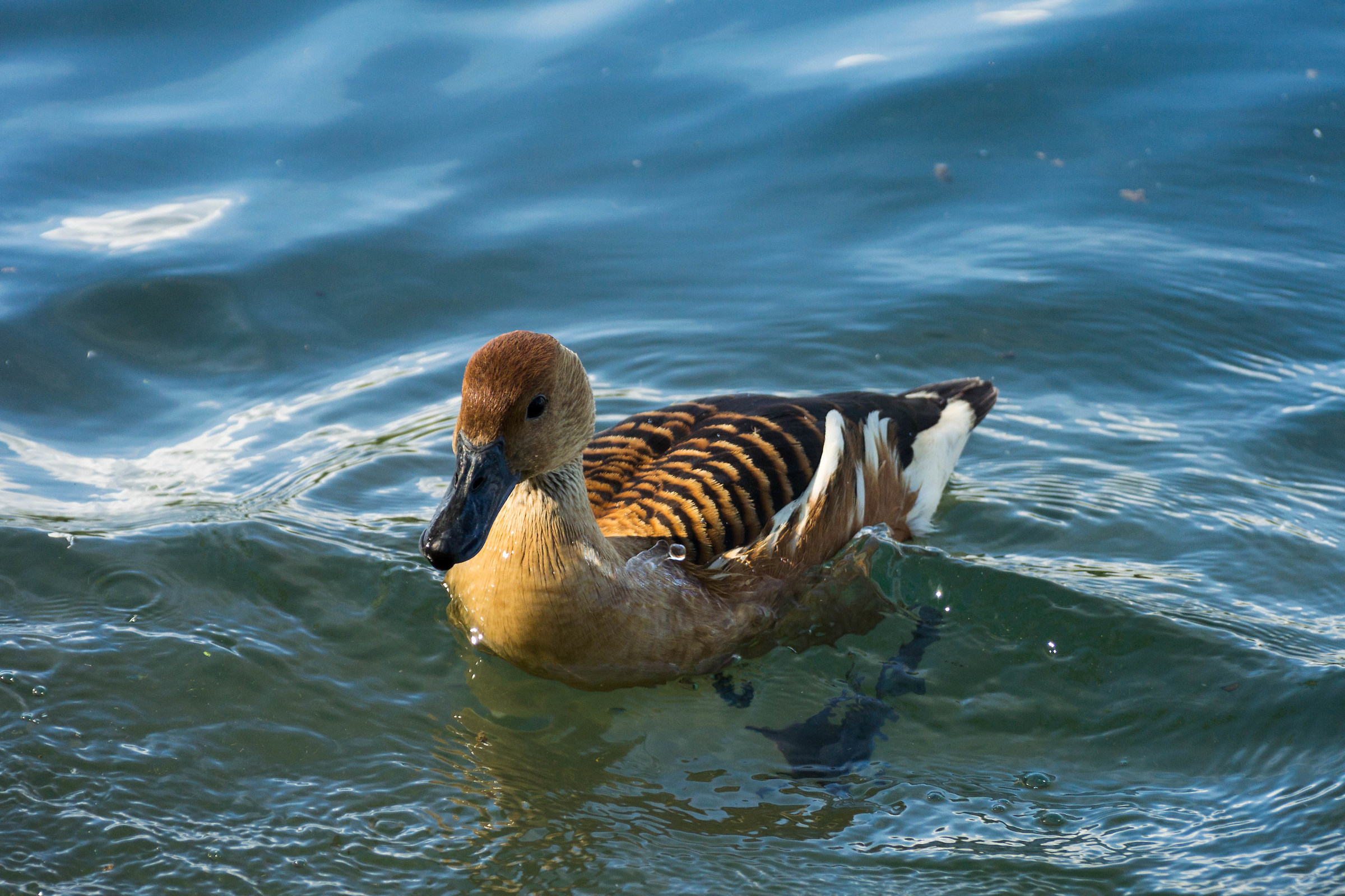 Dendrocyclic bicolor