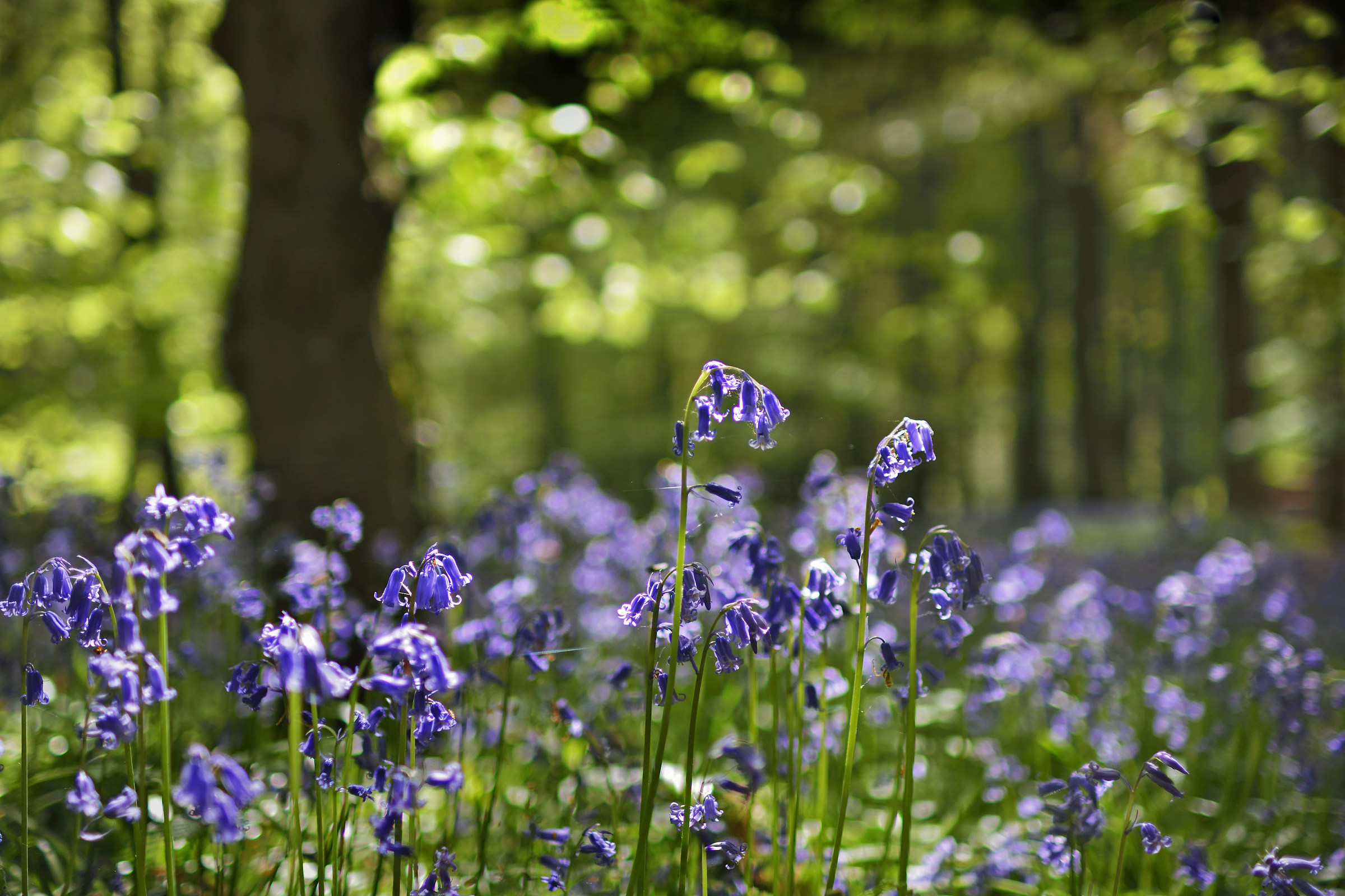 Woodland Wonderland!