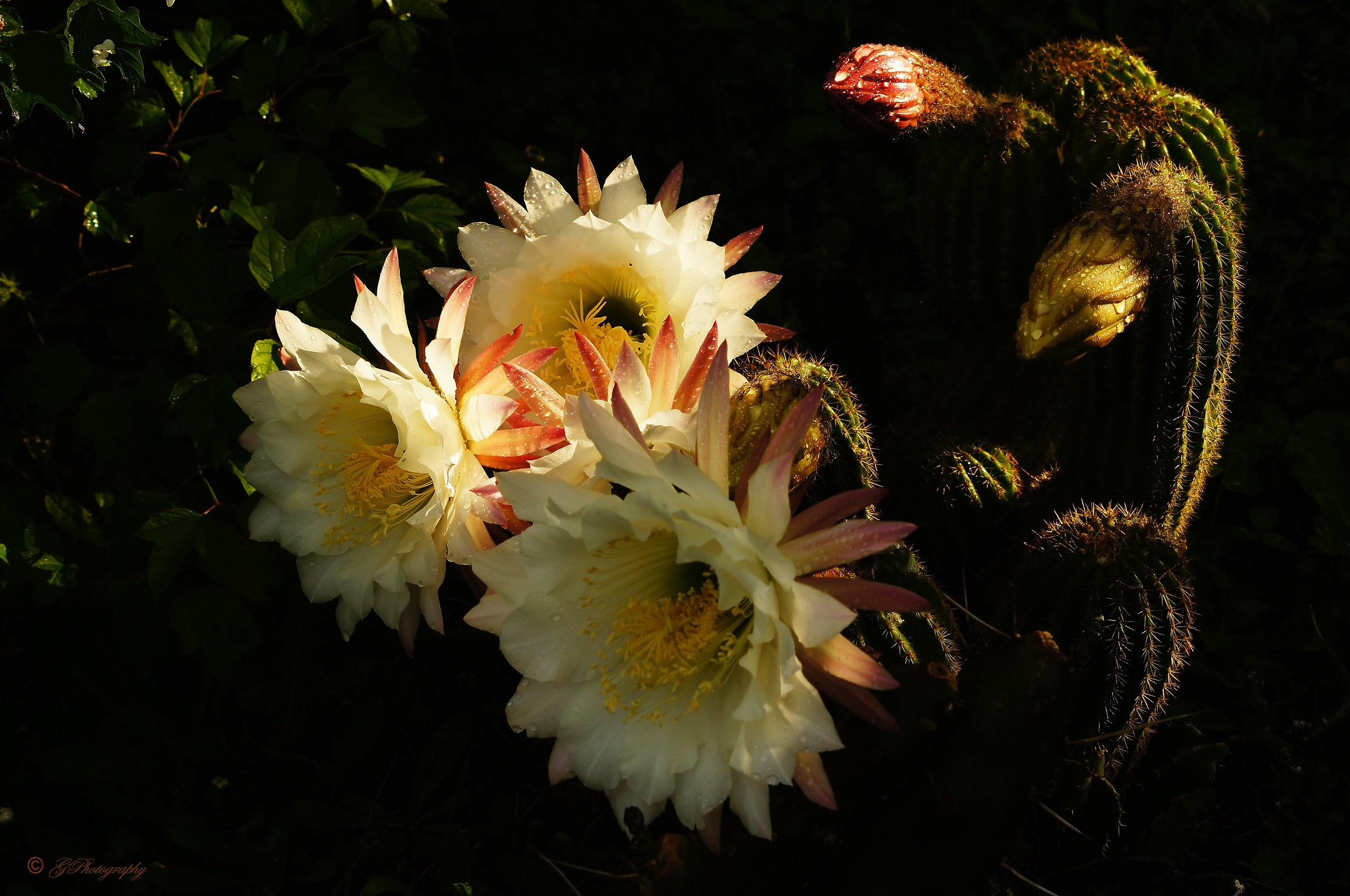 Good Night at Morning