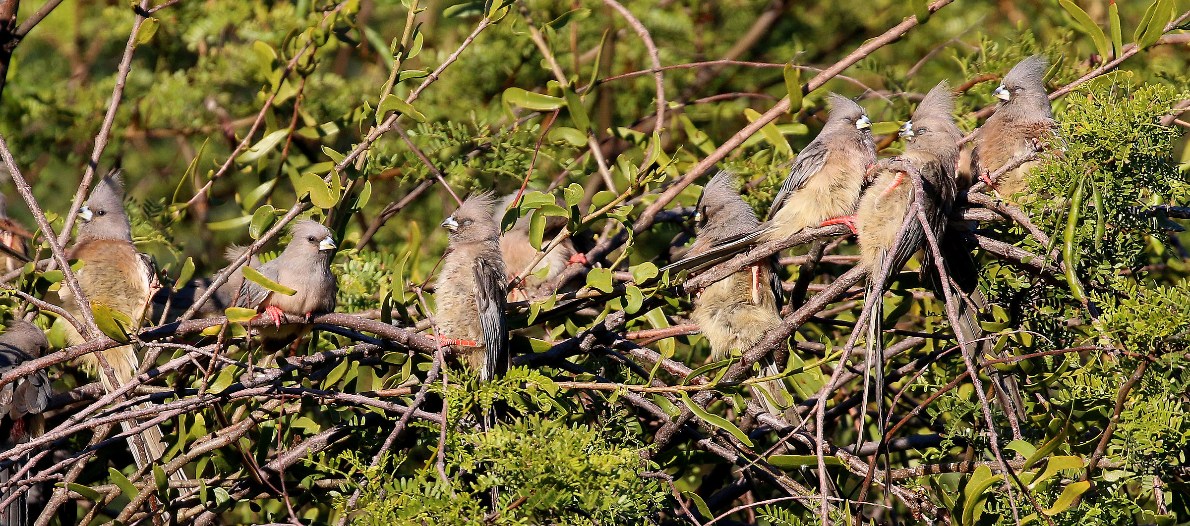 Mouse bird colony with white back