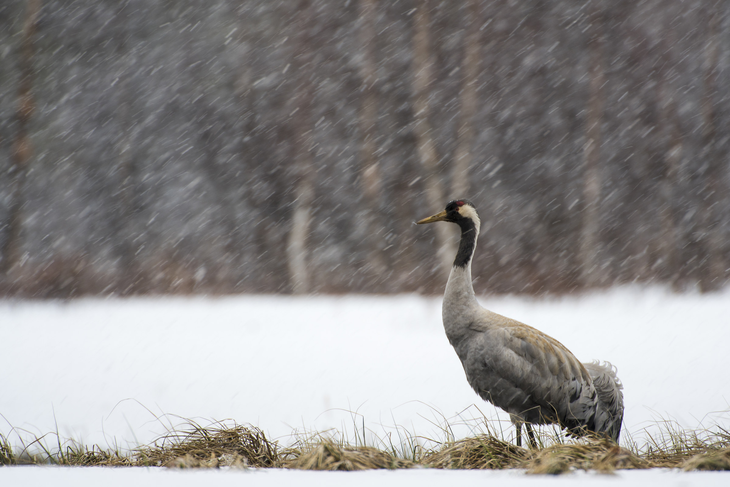 Gru sotto la nevicata