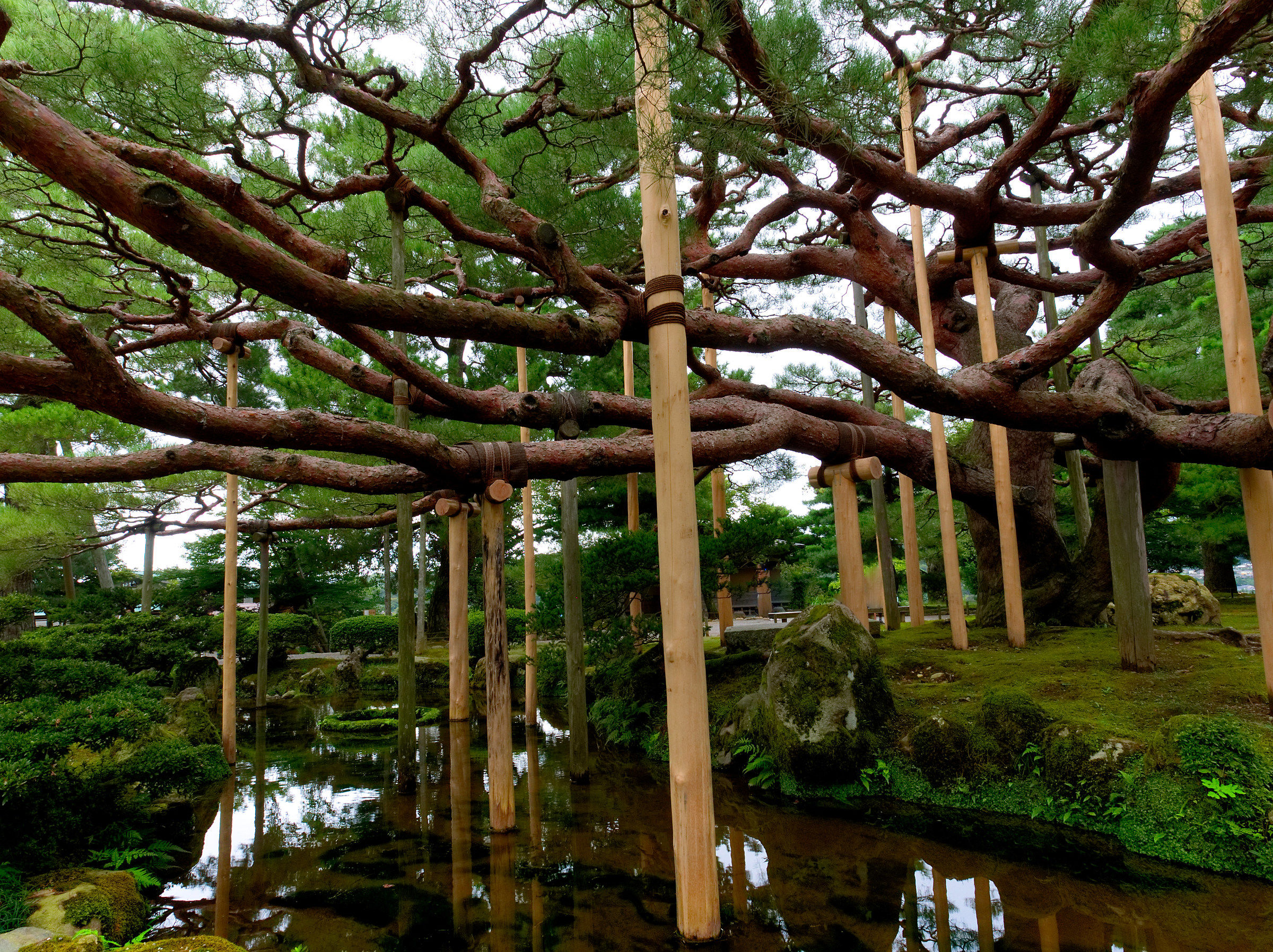 Karasaki-matsu within Kenroku-en Garden