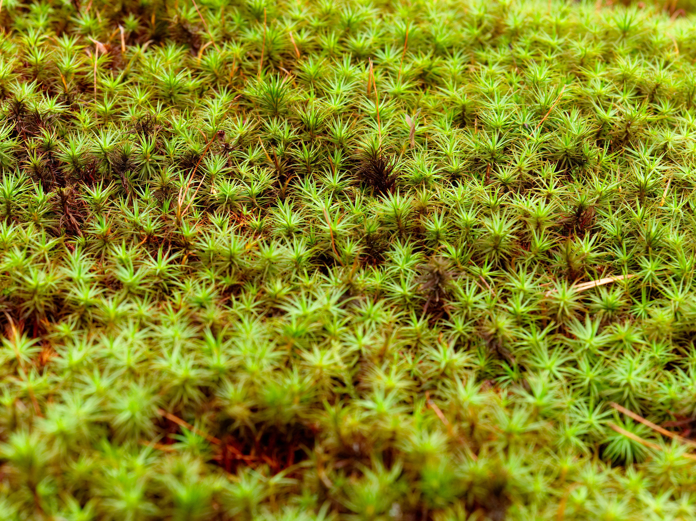 Plants of the Kenroku-en Garden