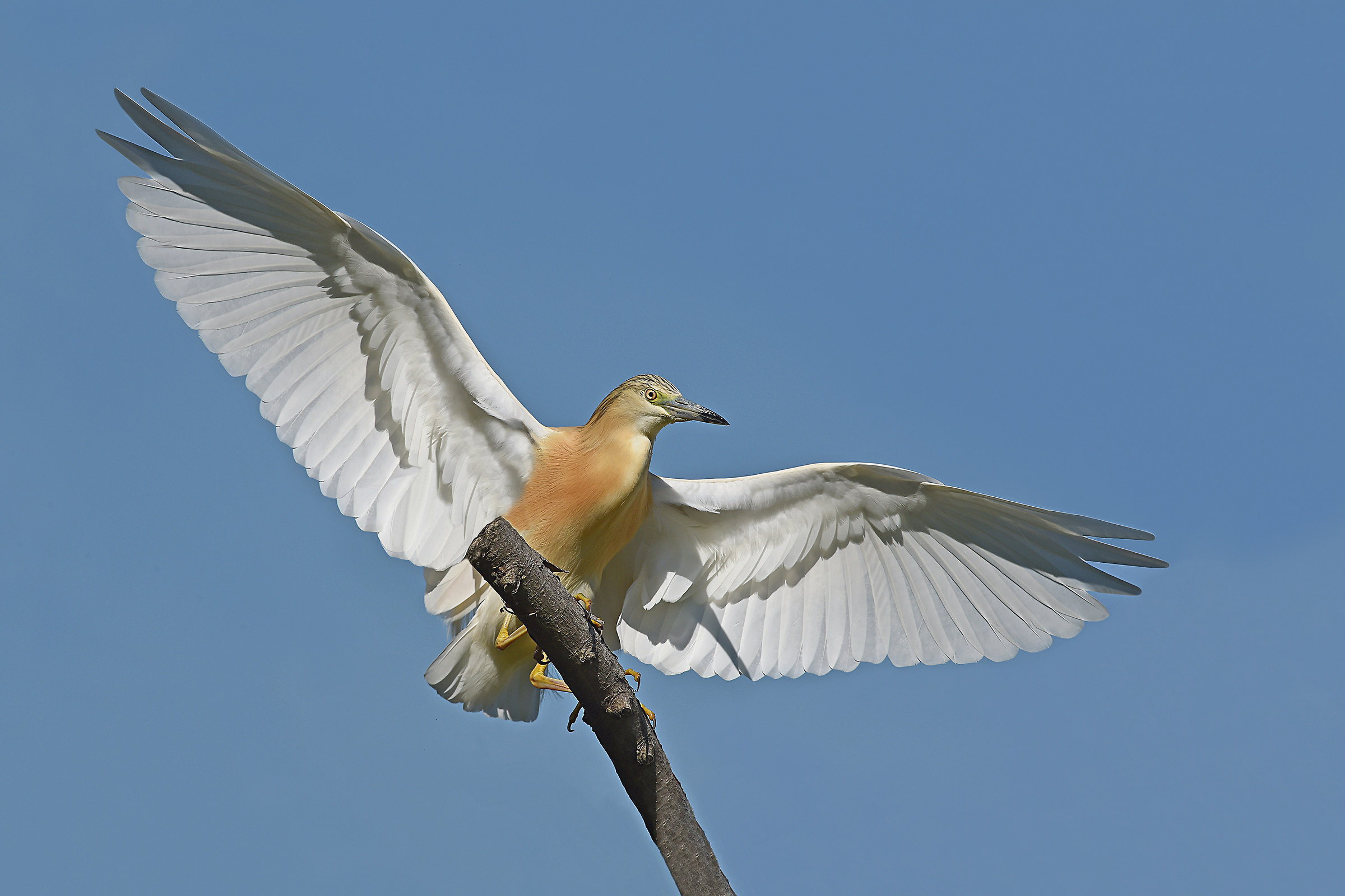 We do not expect wind 2 (Sgarza ciuffetto)