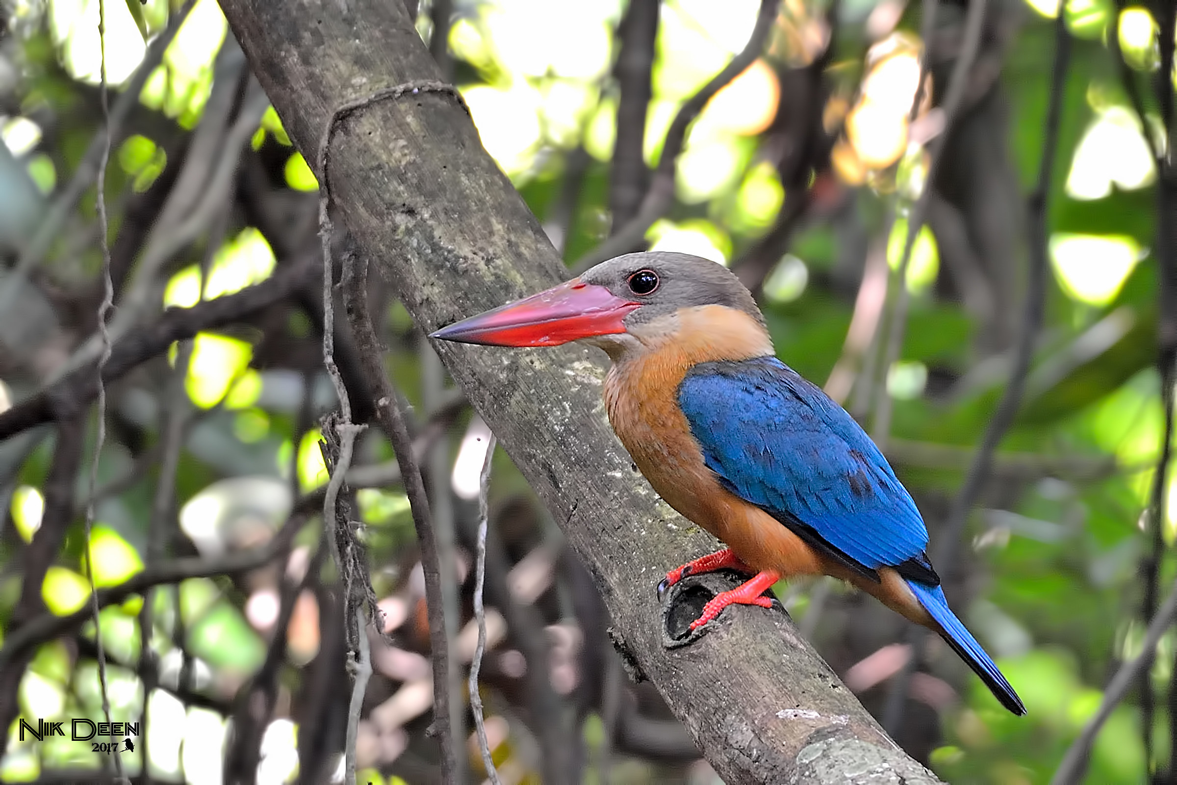 Stork-billed Kingfisher