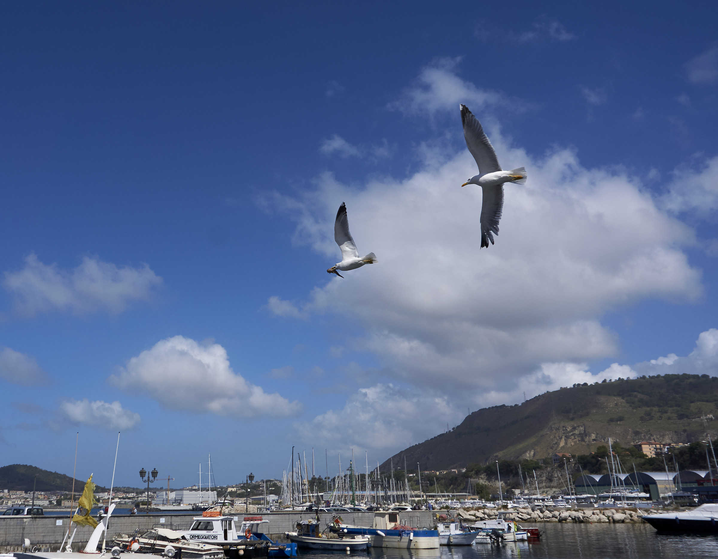 Lotta alla sopravvivenza...