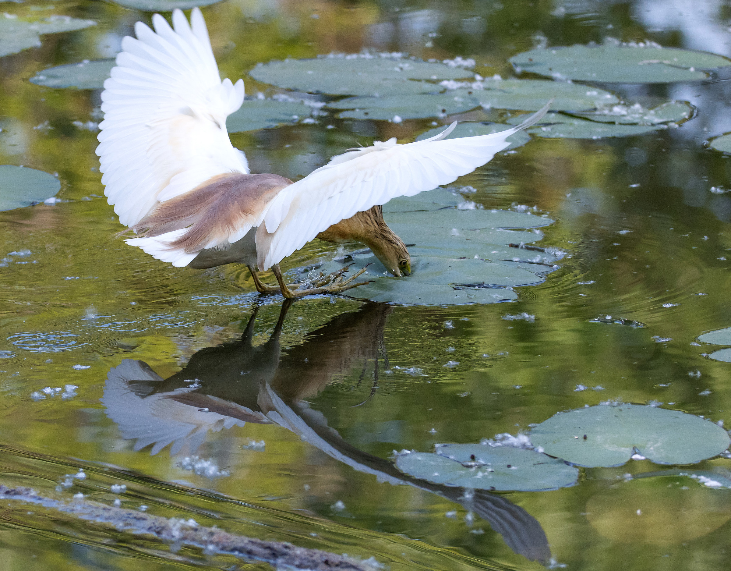 Sgarza ciuffetto in caccia