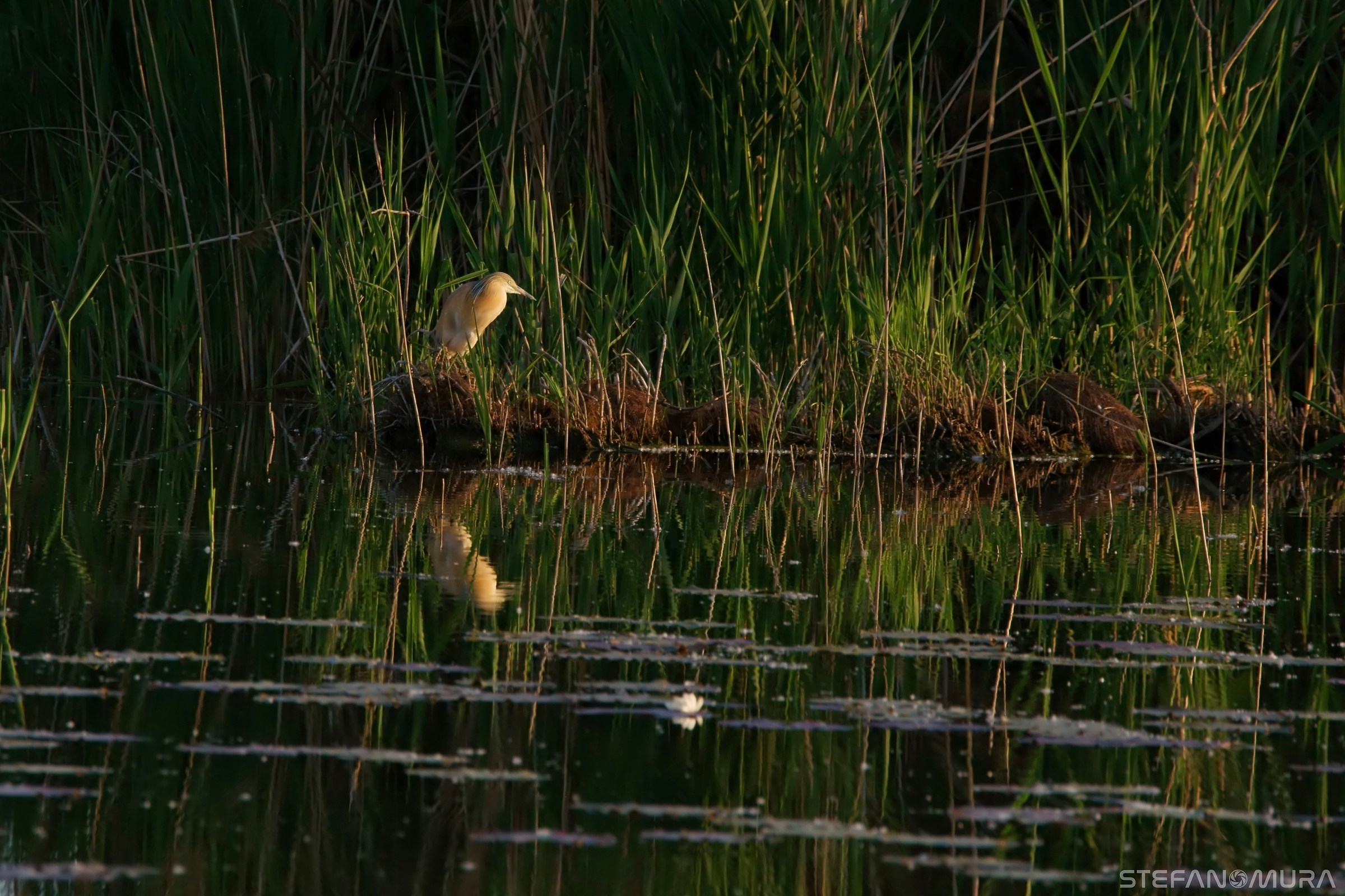 Sgarza tuff at sunset