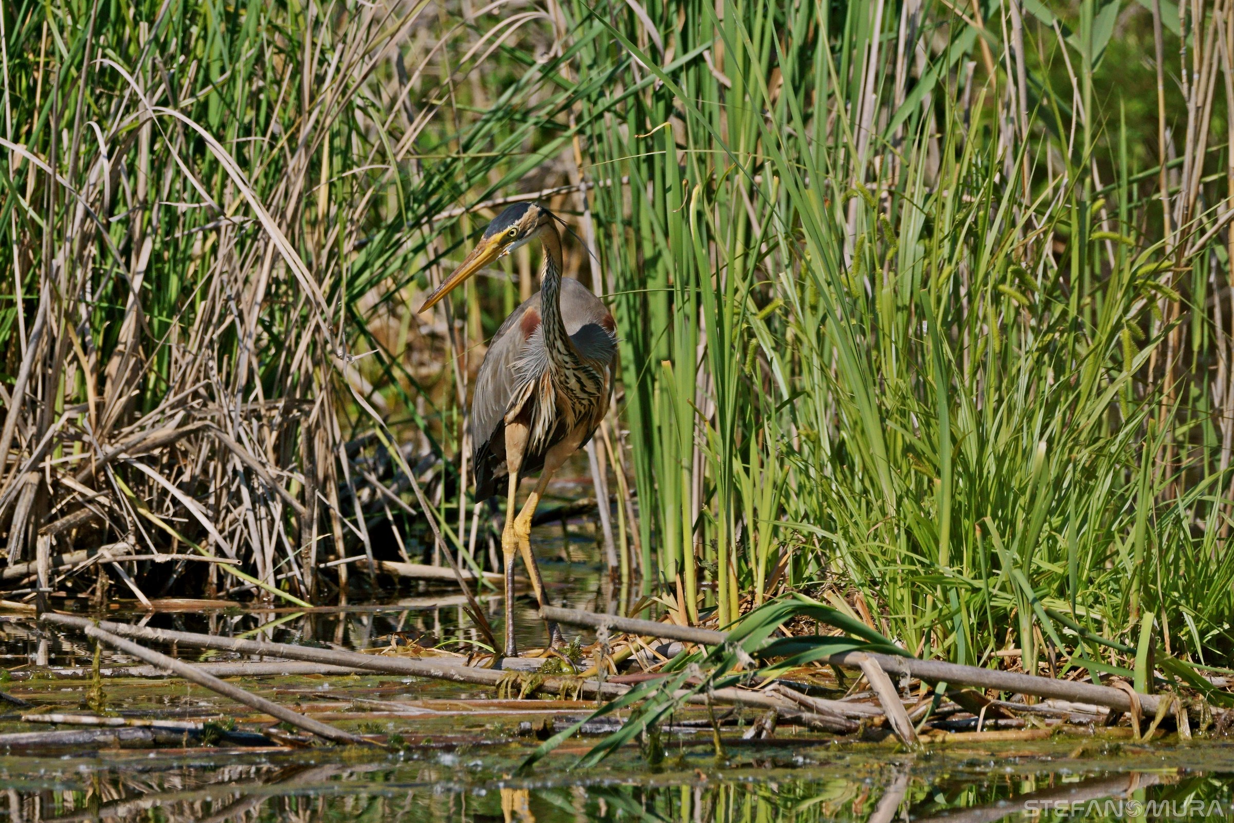 The equilibrist (not so much)