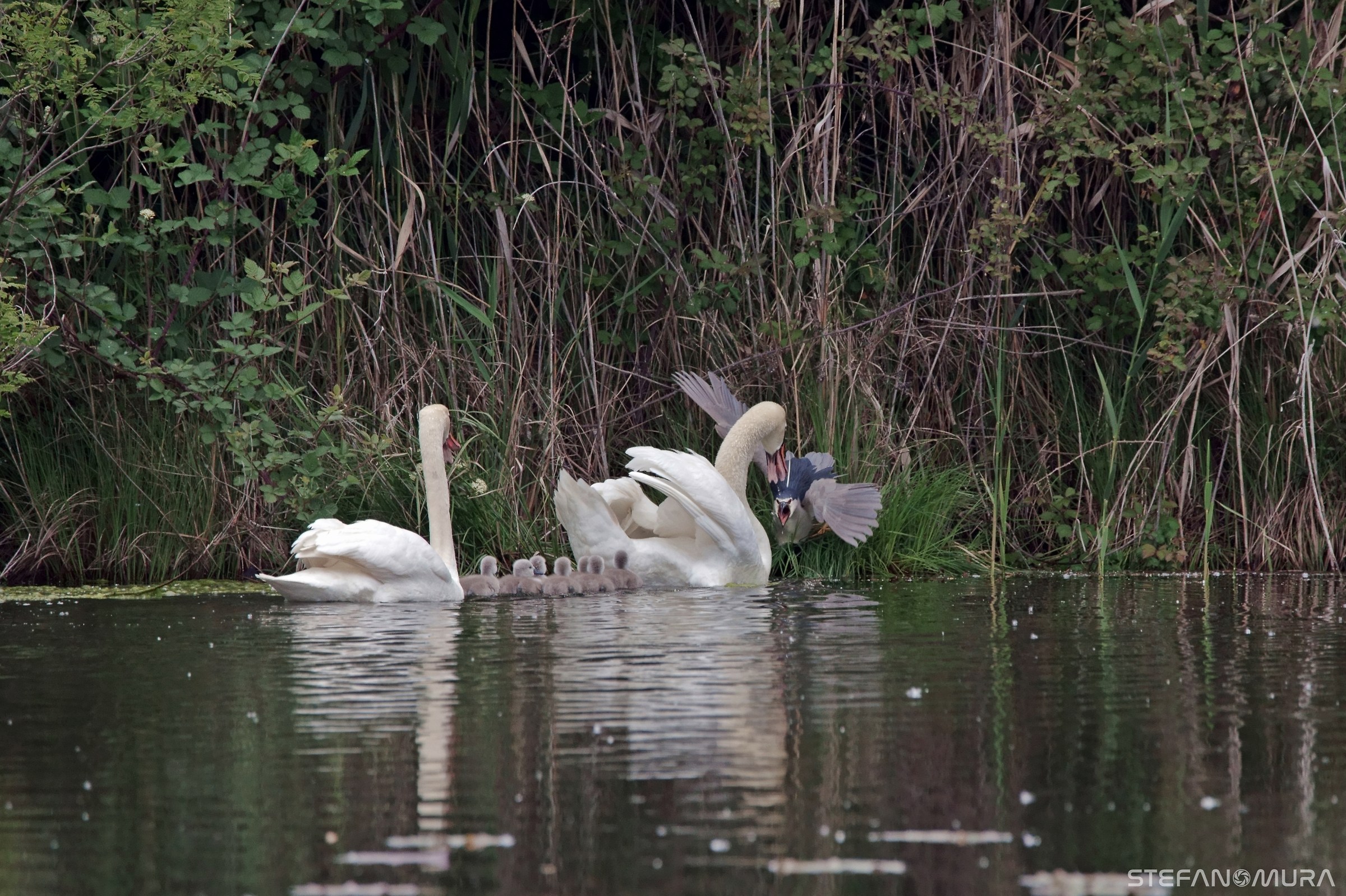 Defense of the territory