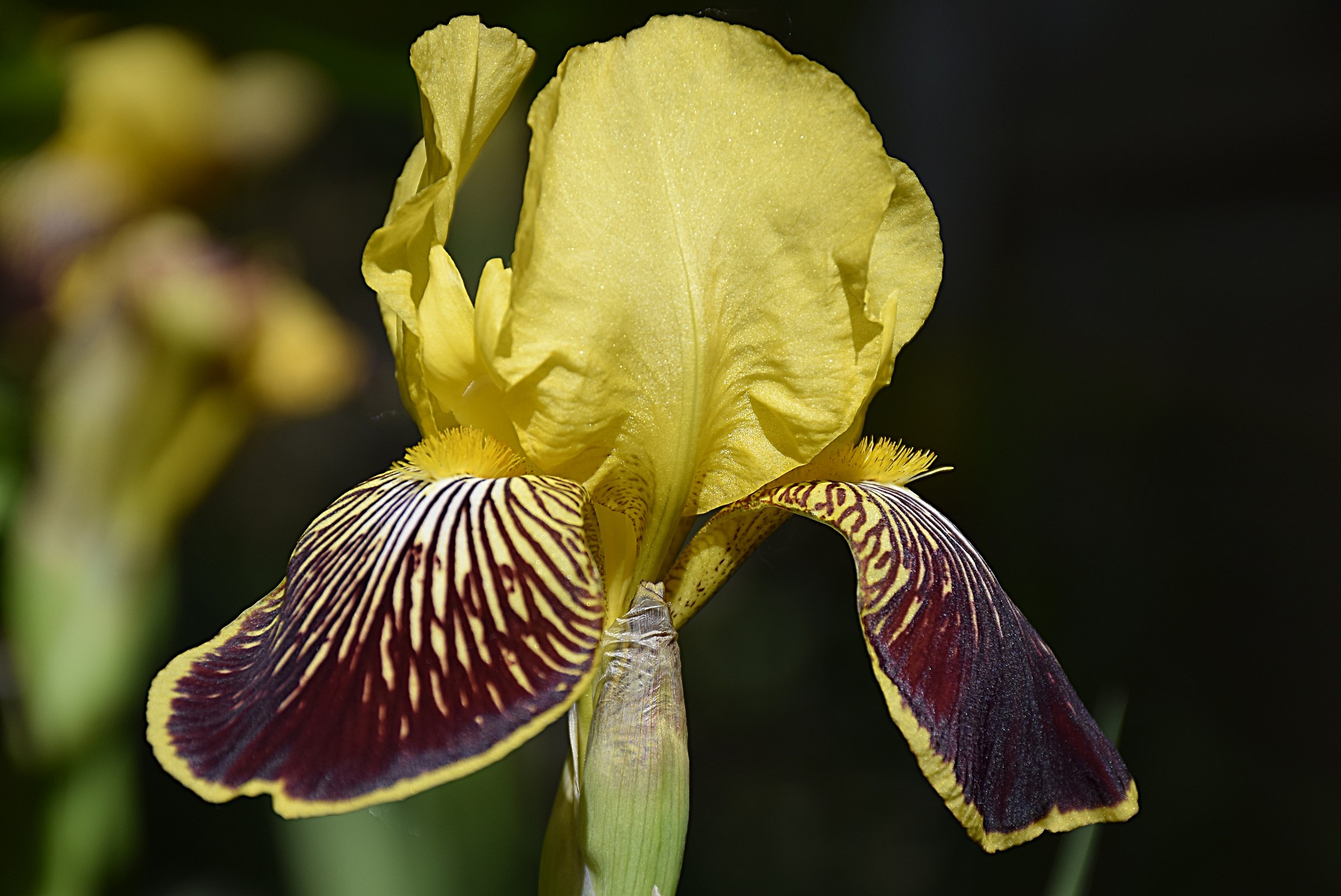 Il delicato..... giaggiolo (iris)