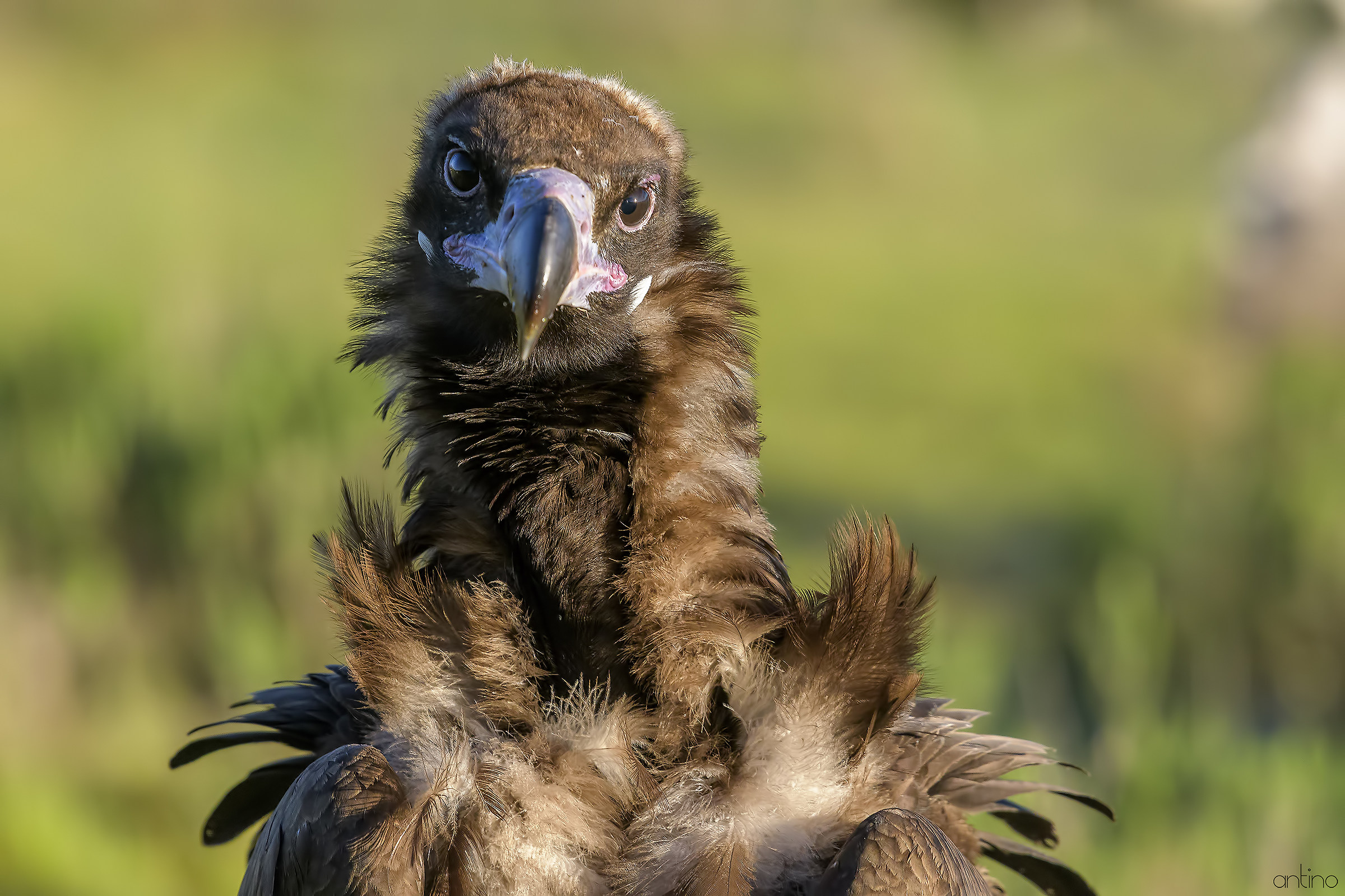 Monk vulture