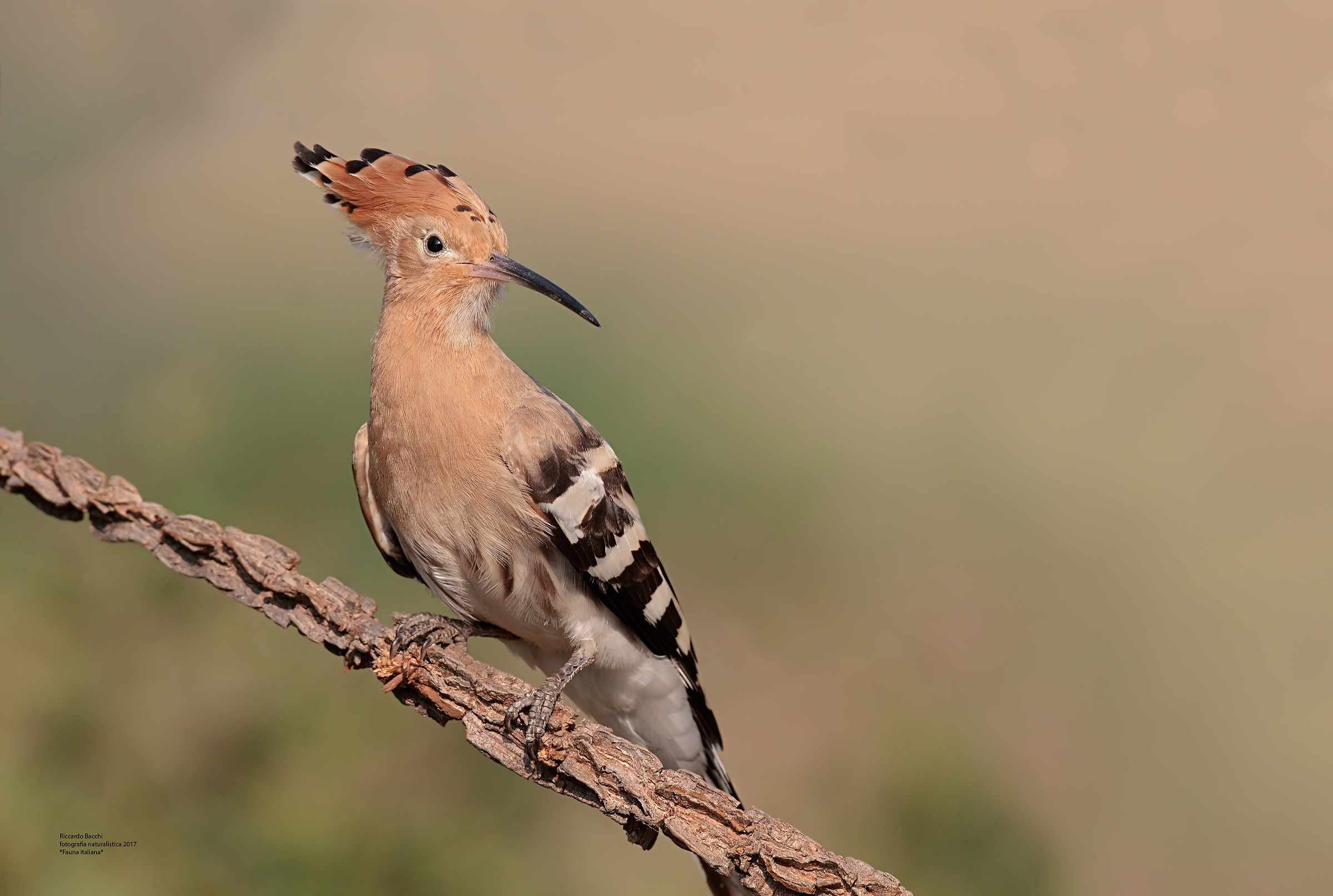 Upupa su ramo con corteccia suberosa