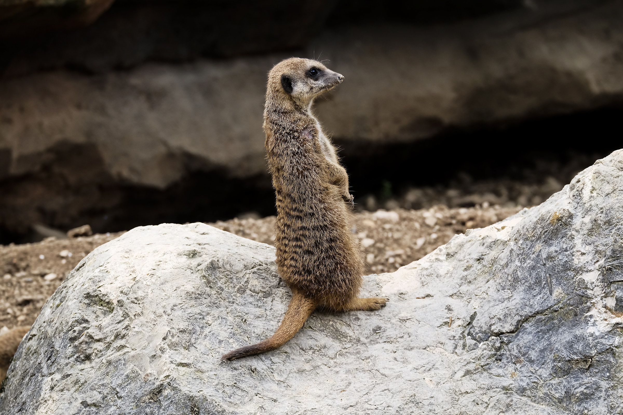 You saw who is there!