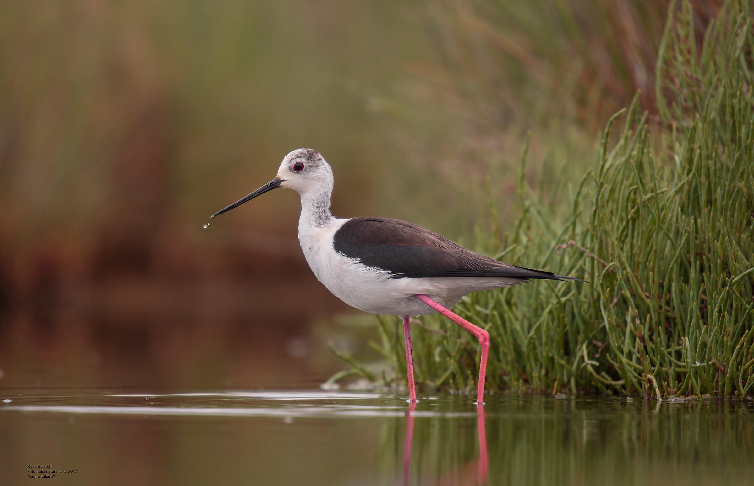 Knight and salicornia