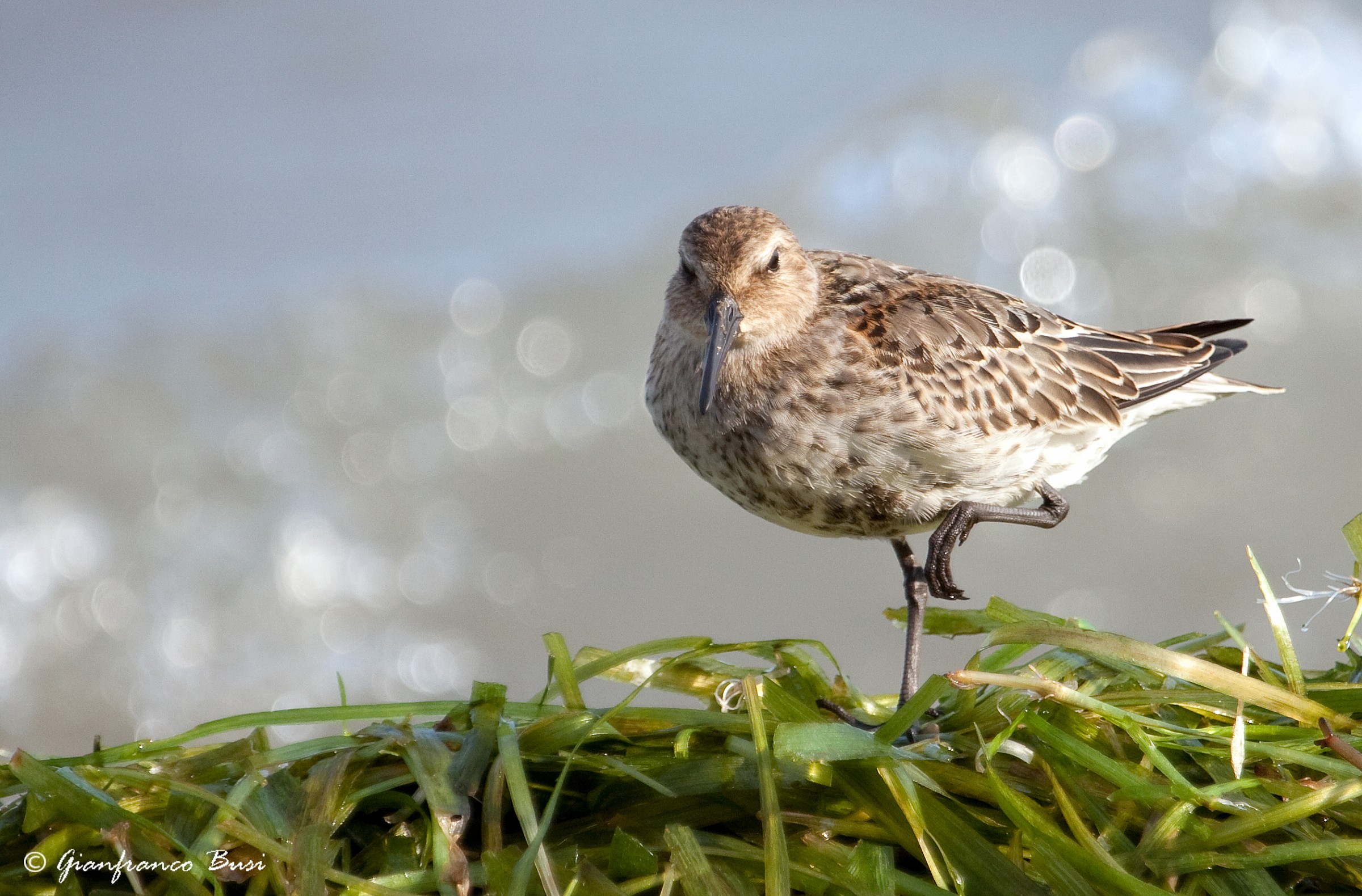 dunlin - Alpine calidris