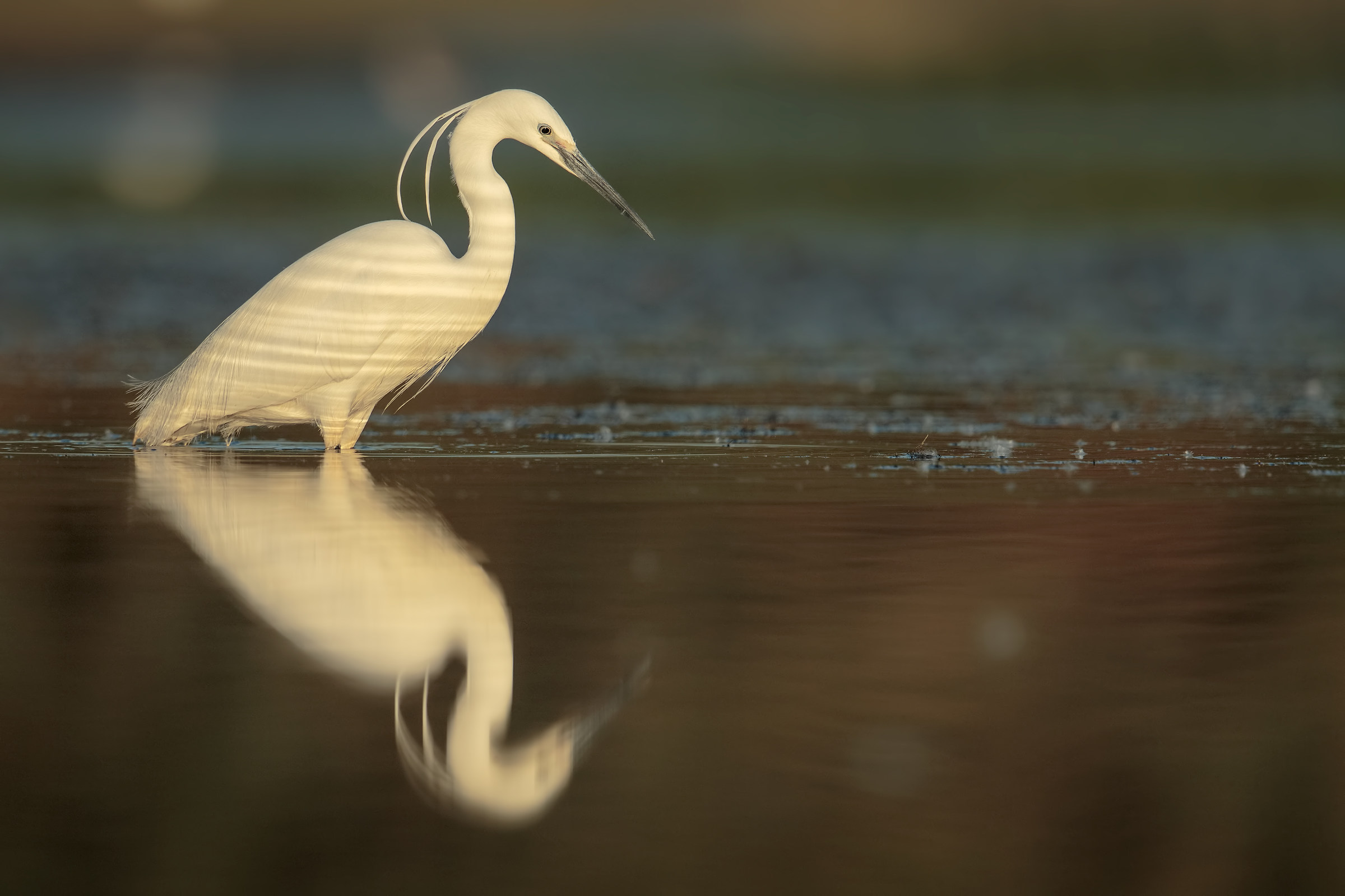 Egret