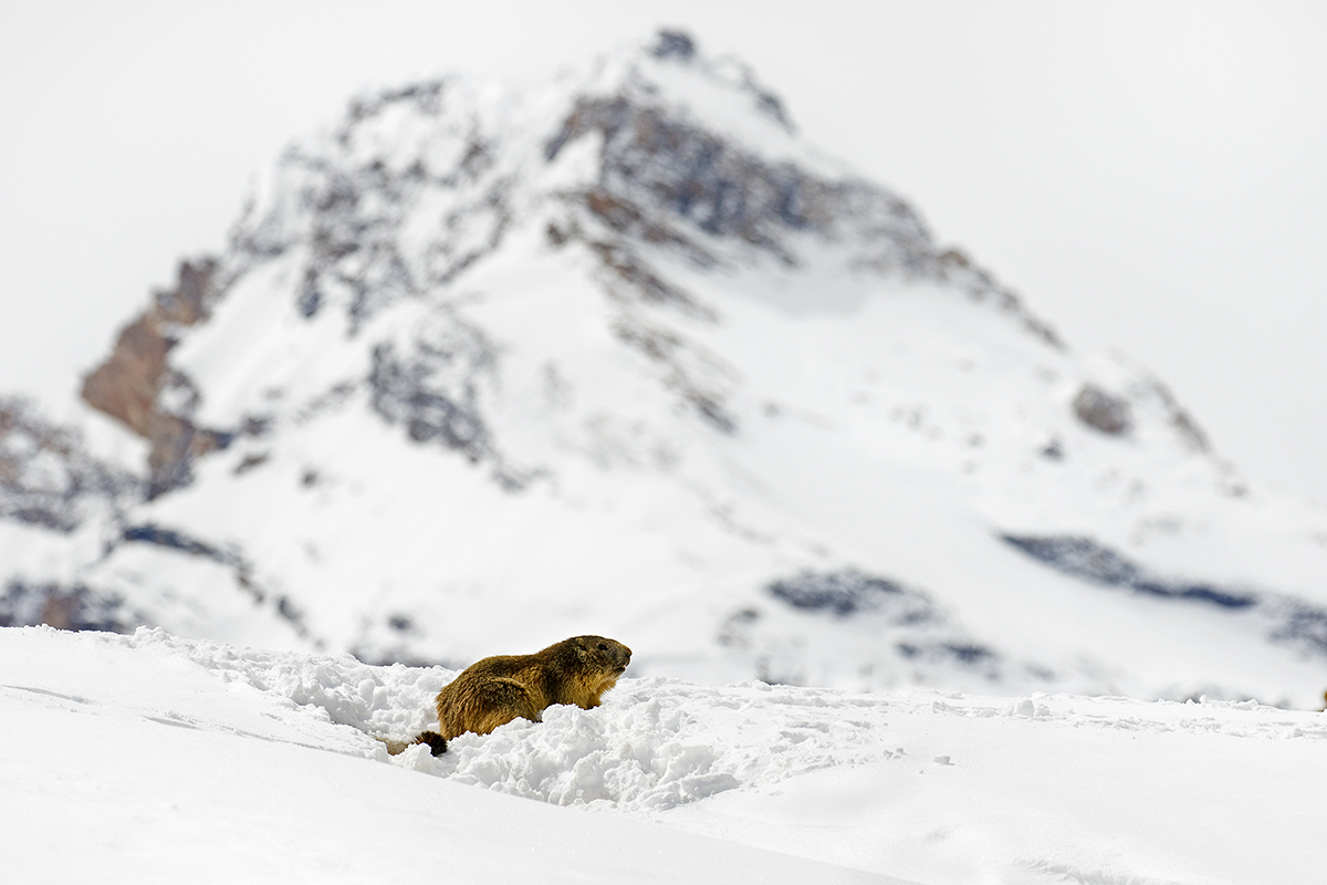 Grant Parei and marmot