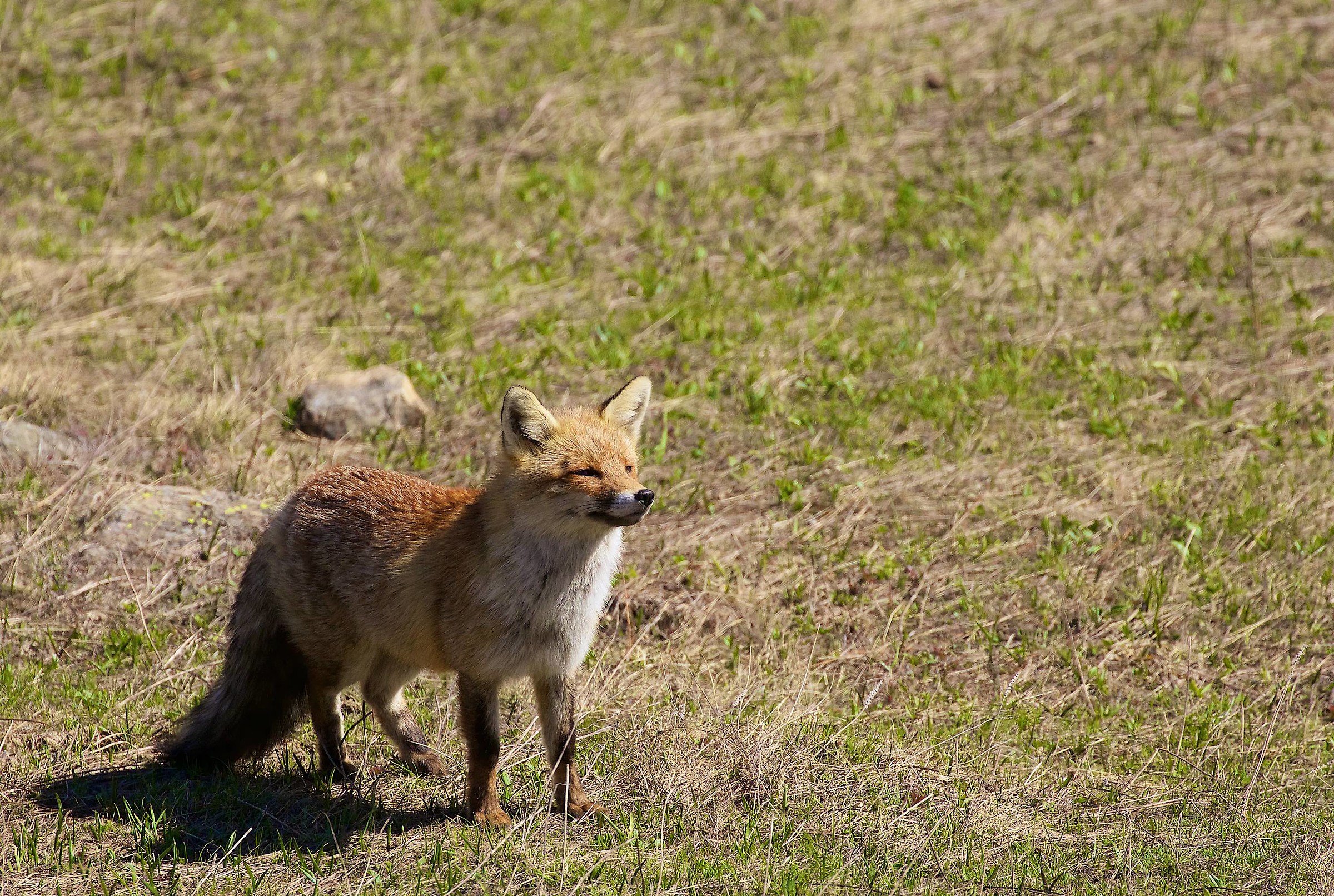 The queen of the park
