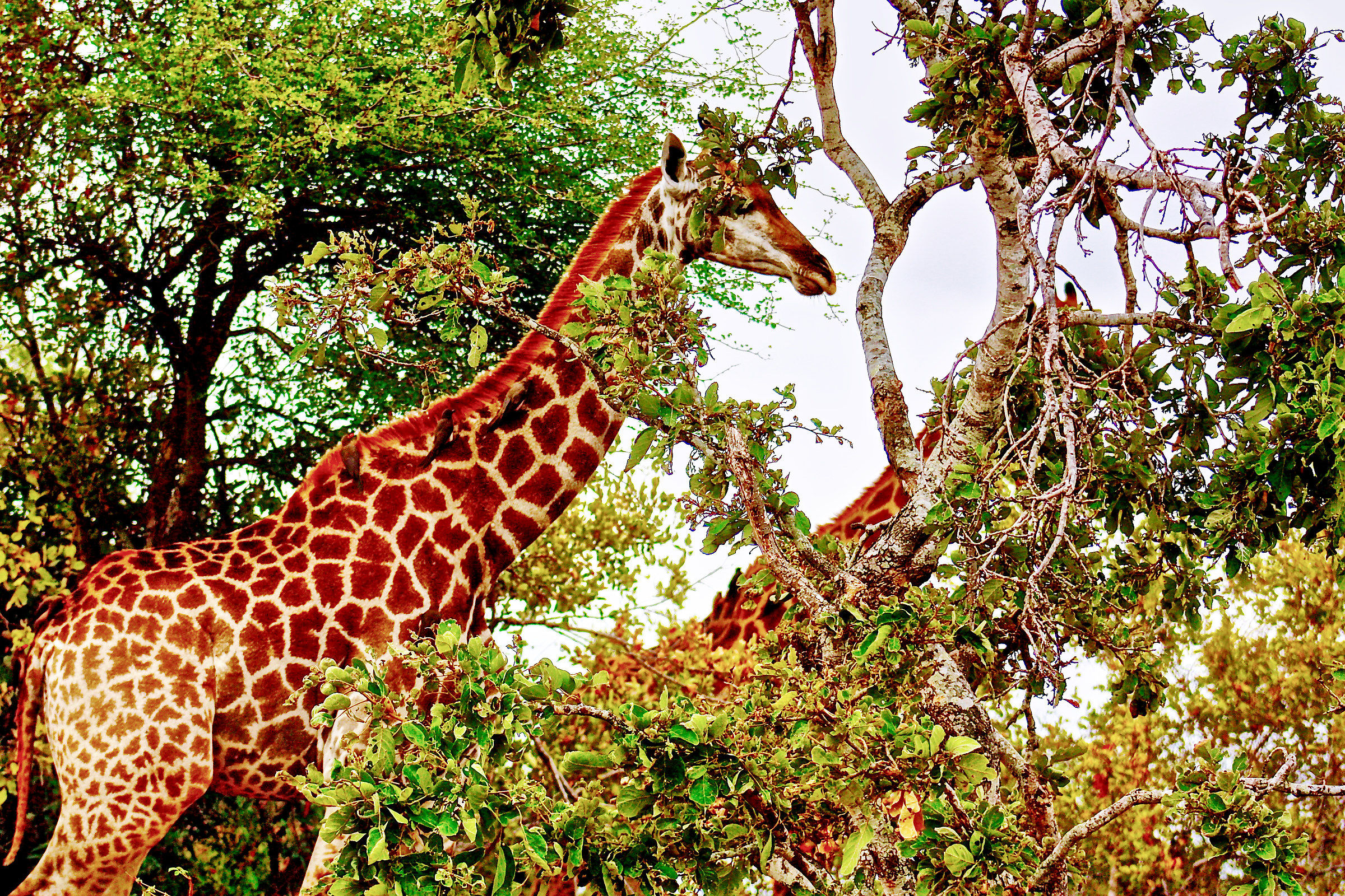 Camouflage .. Lesson 1