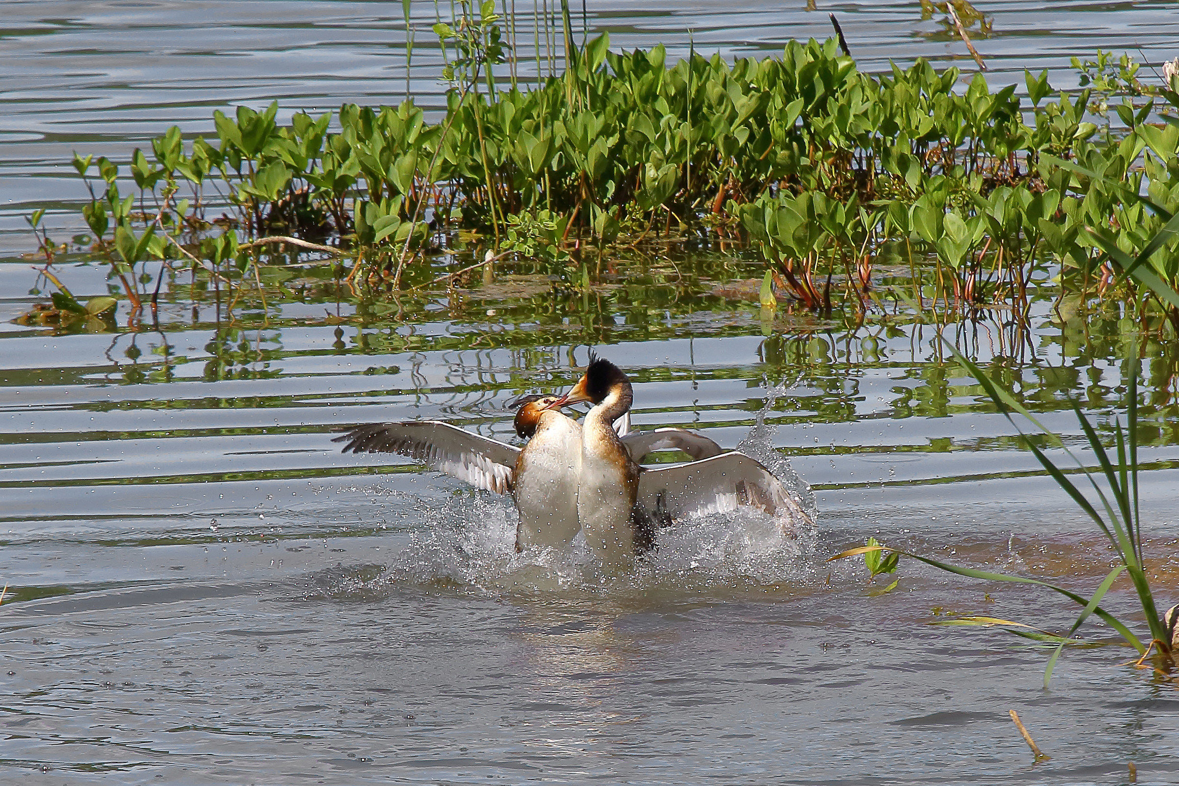 Great fight against the 2nd installment