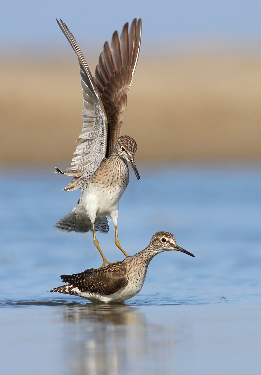 Piro piro boscherecci in lite