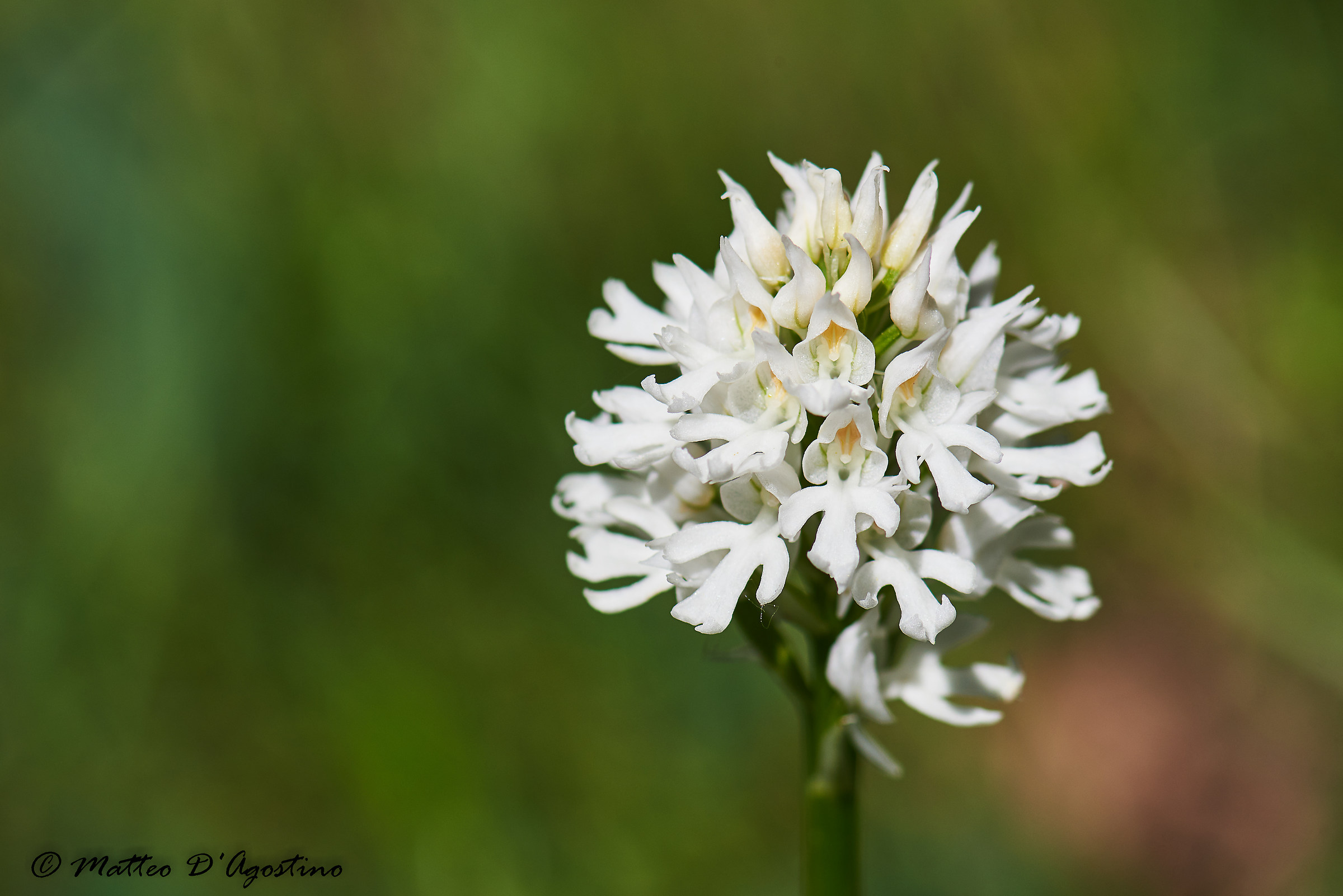Neotide tridentata apocromatica