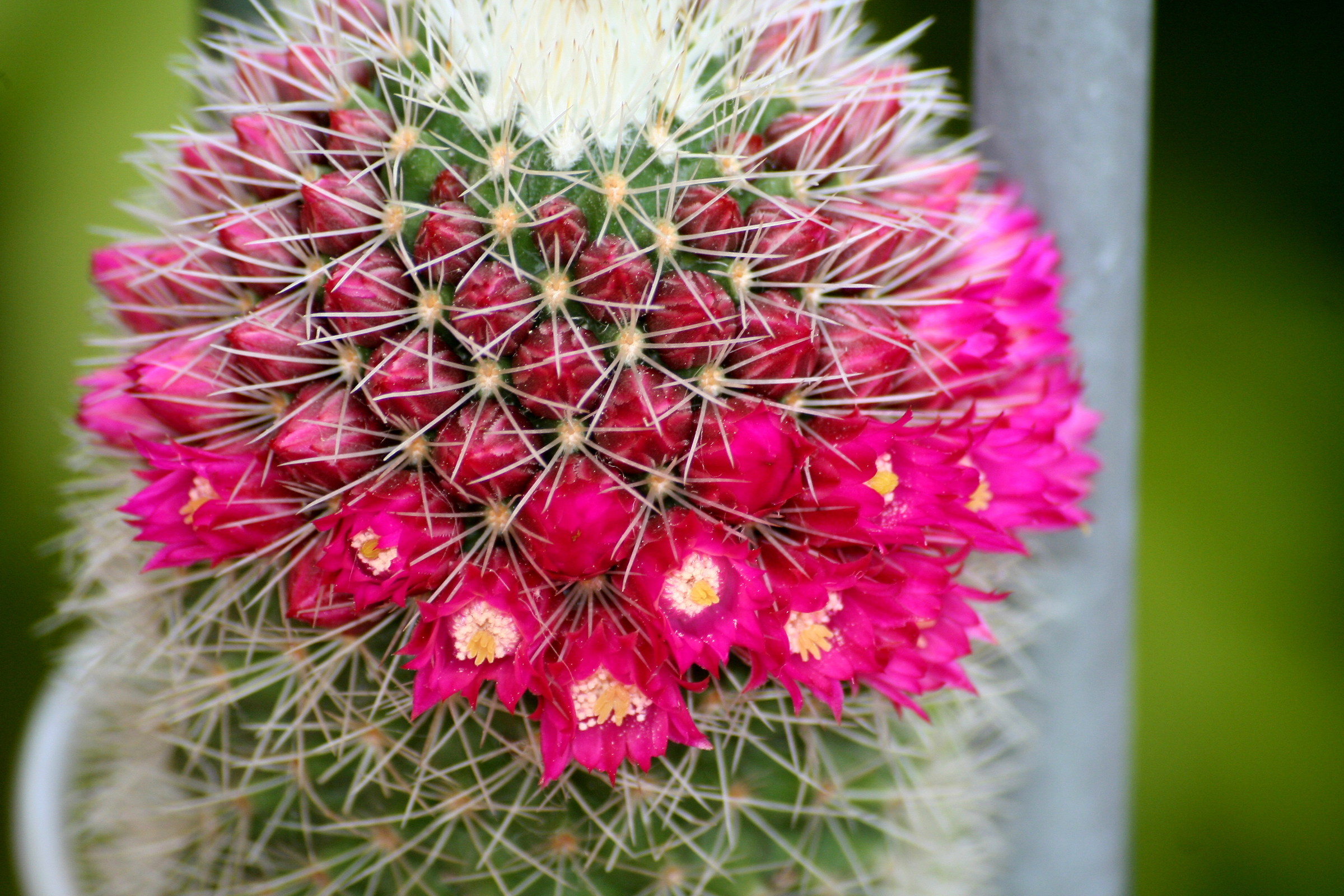 mamillaria backebergiana