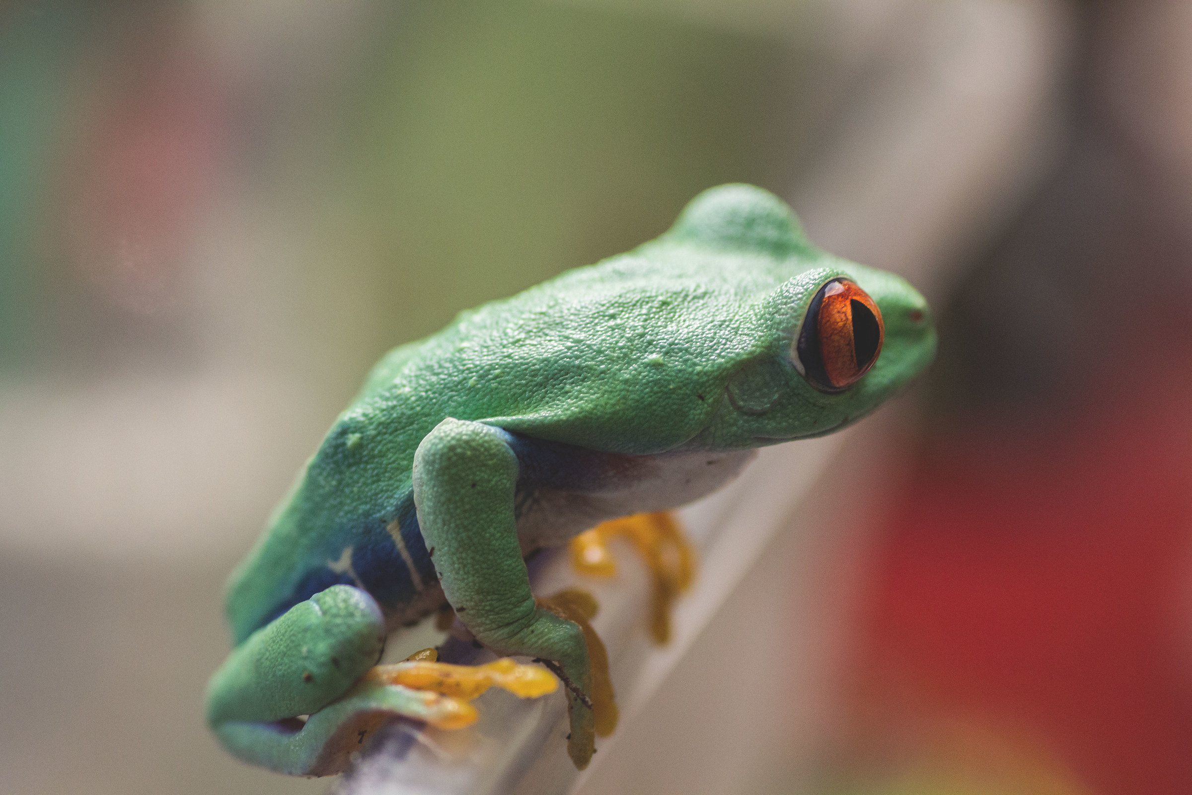 Agalychnis callidryas (Cope, 1862)