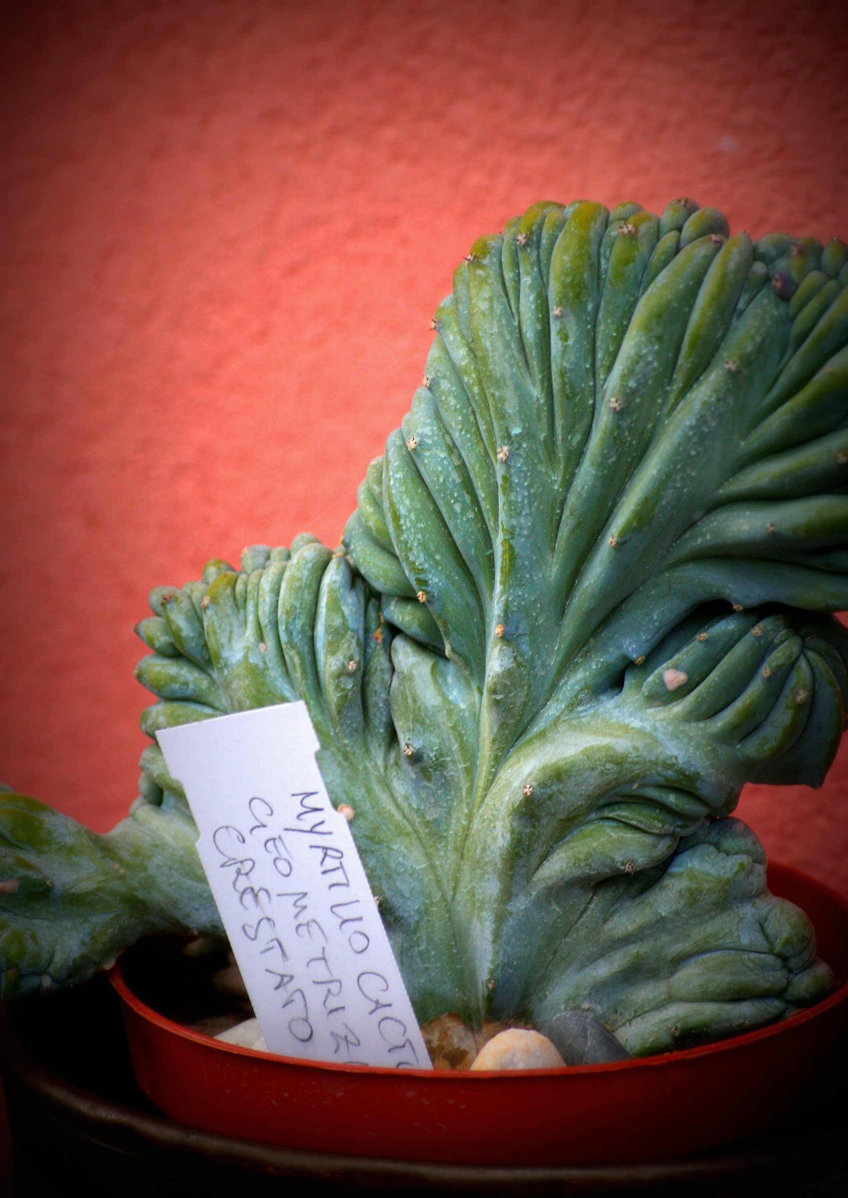 Mirtillocactus crestato geometrizianas