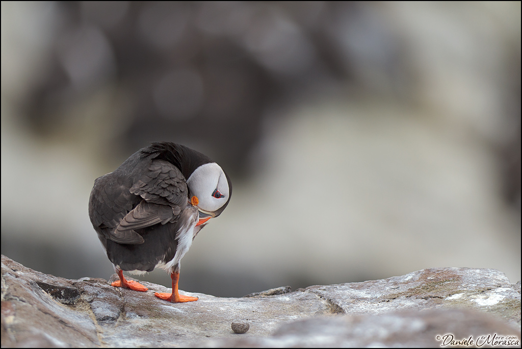 Atlantic Puffin (Fratercula arctica)